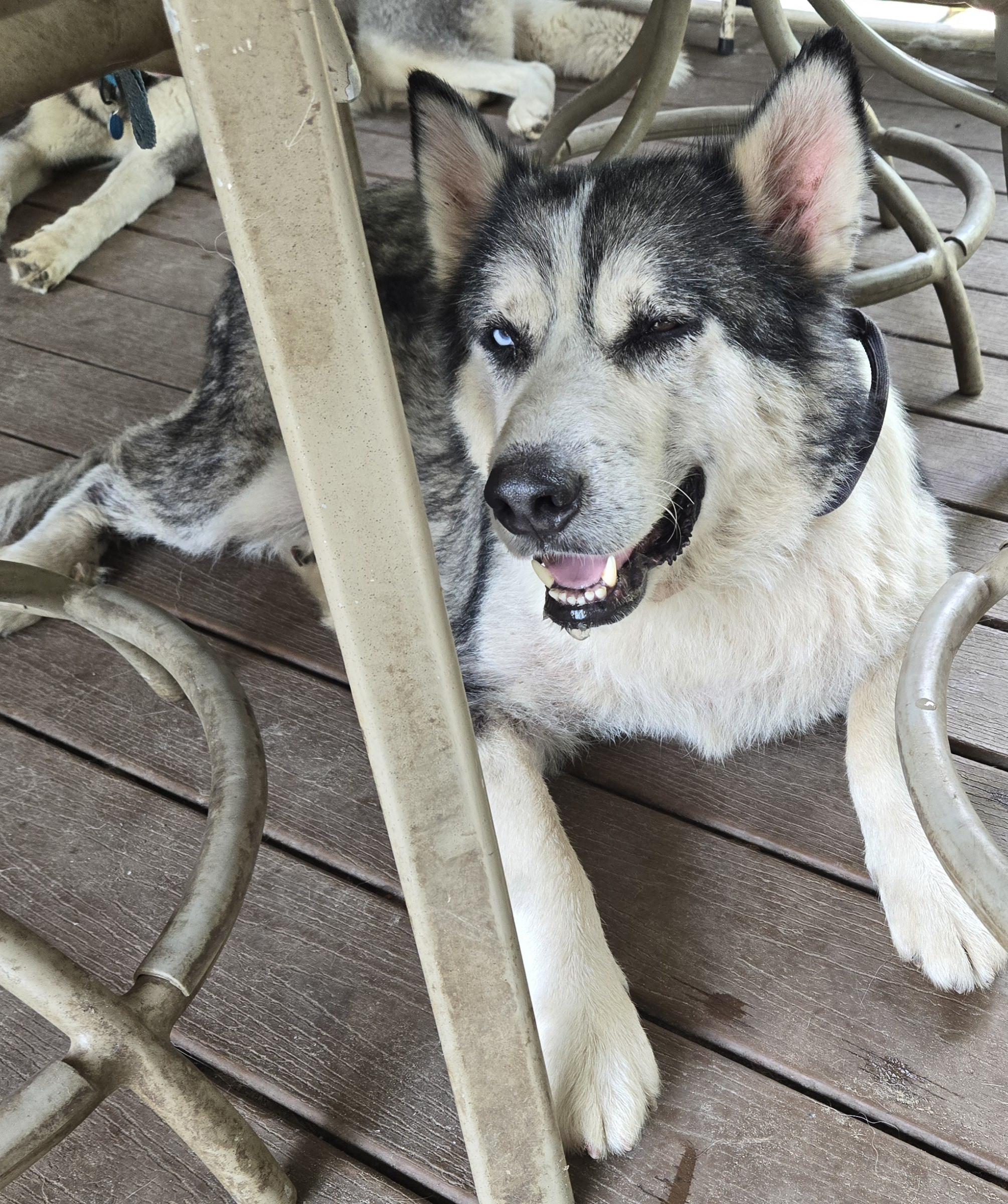 Samson, Adoptable, Adult Male Siberian Husky & Alaskan Malamute.