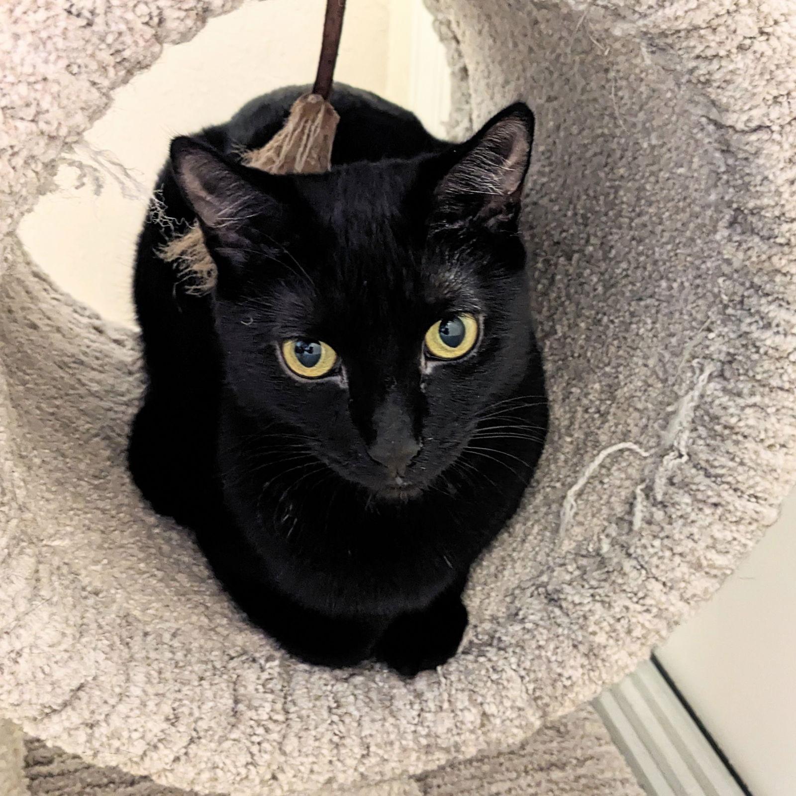 Celeste, Adoptable, Young Female Domestic Short Hair.