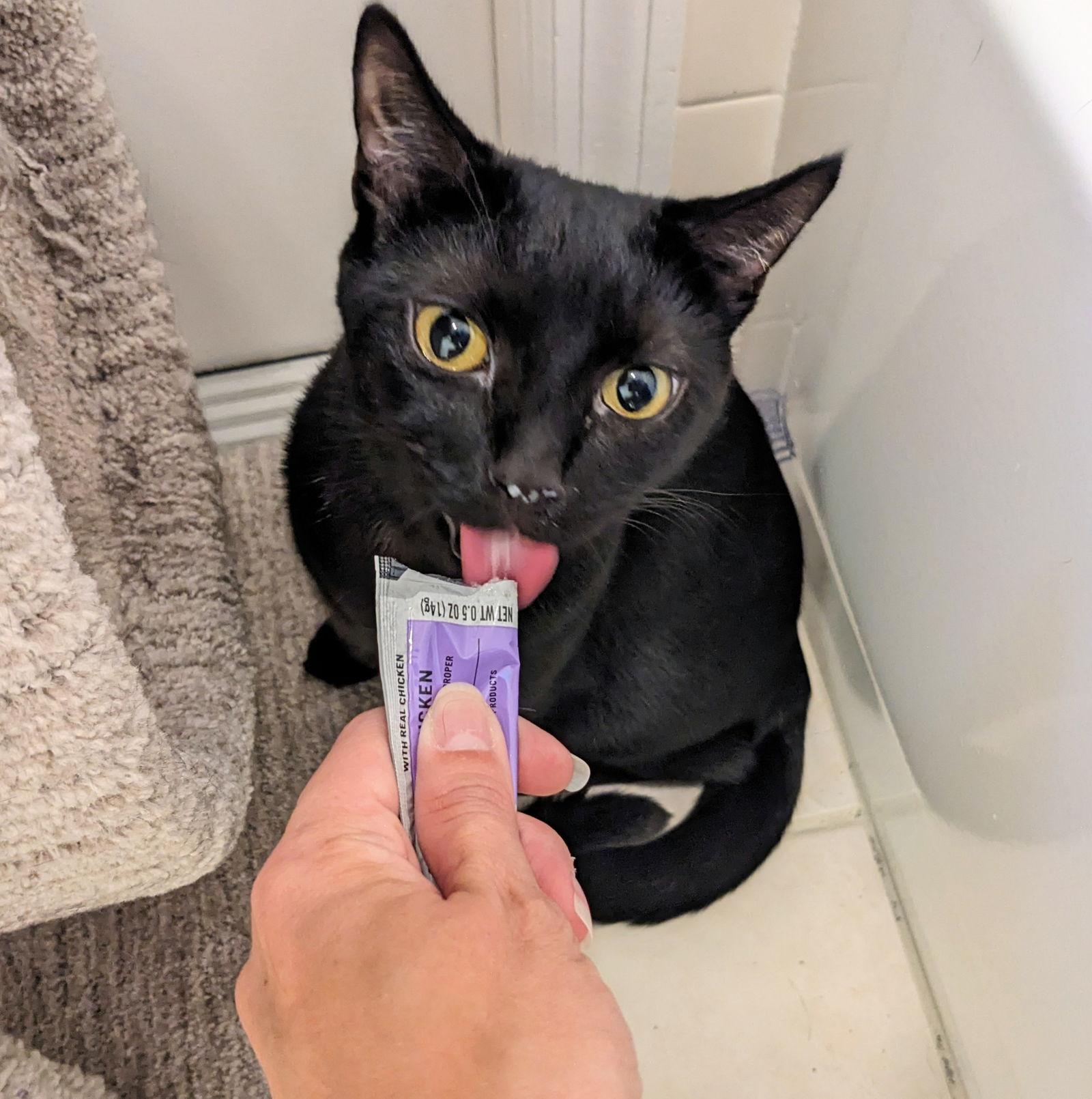 Enlarge Celeste, a Adoptable Domestic Short Hair in St. Cloud, FL image 3/3