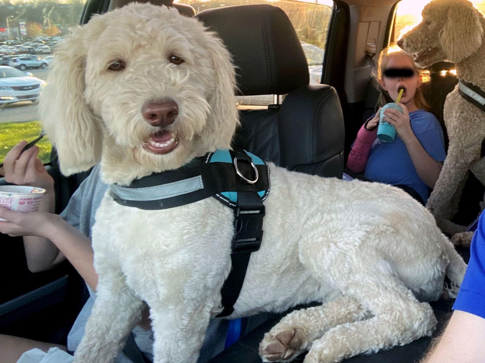 DARCY, Adopted, Adult Female Labrador Retriever & Standard Poodle.