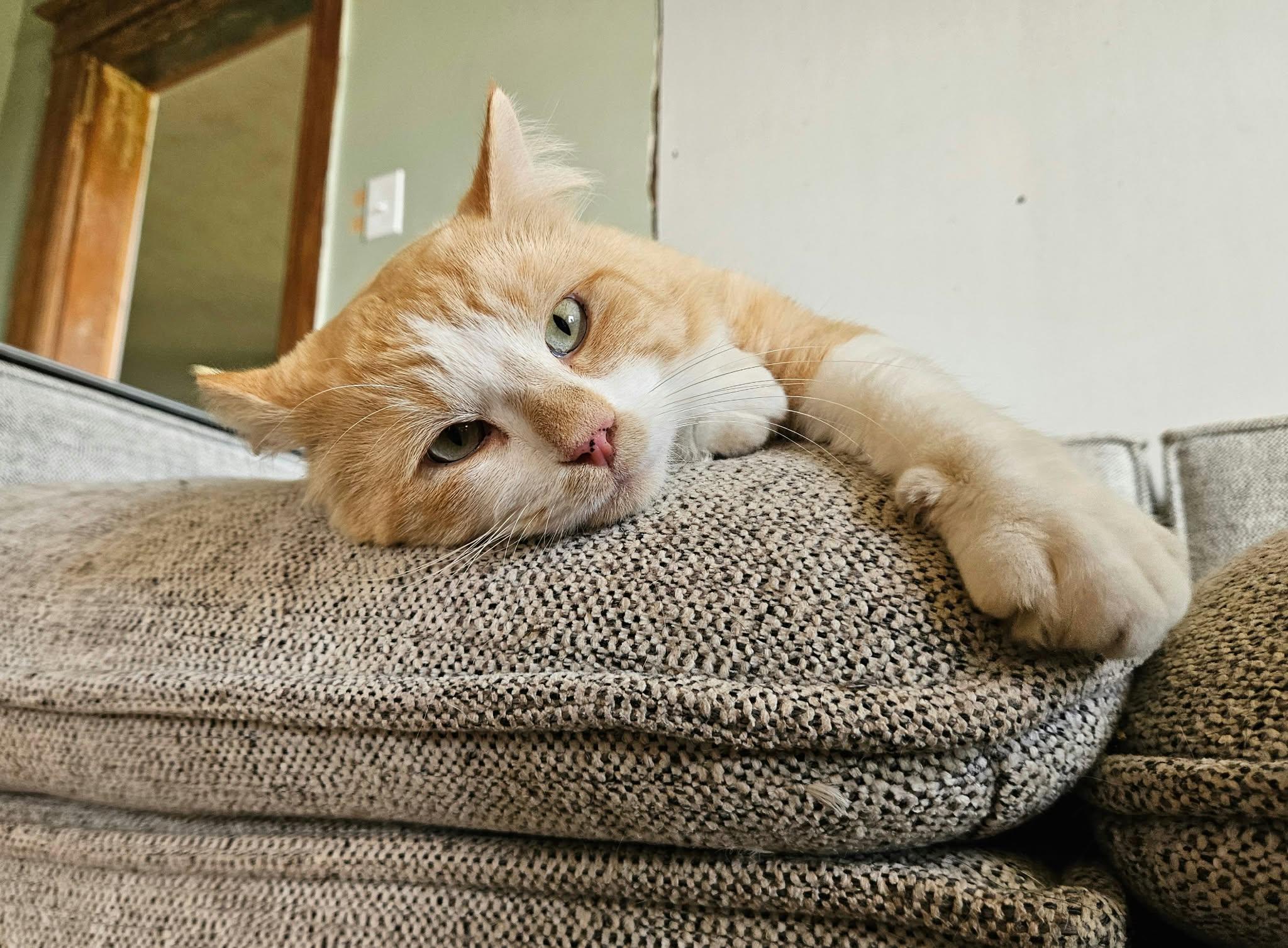 Enlarge Smudge, a Adoptable Domestic Medium Hair in China Township, MI image 4/6