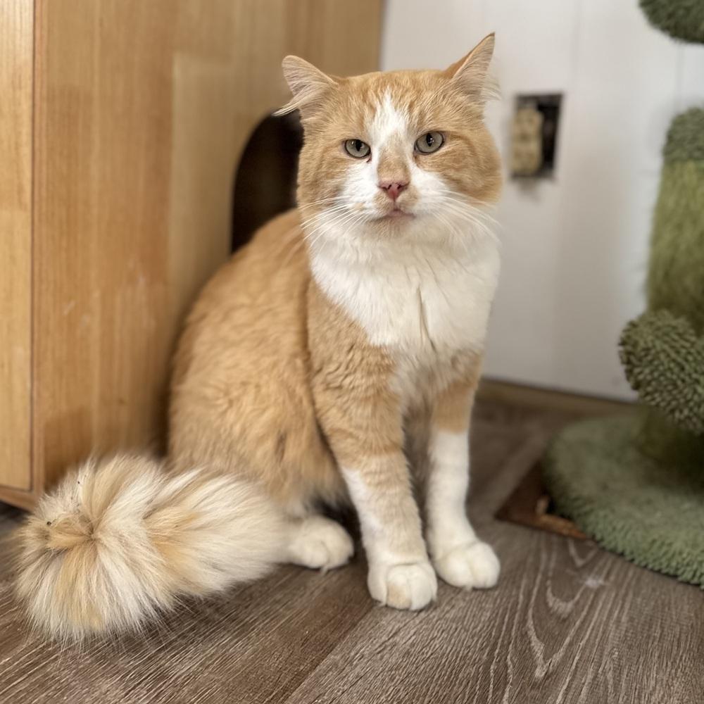 Smudge, Adoptable, Adult Male Domestic Medium Hair.