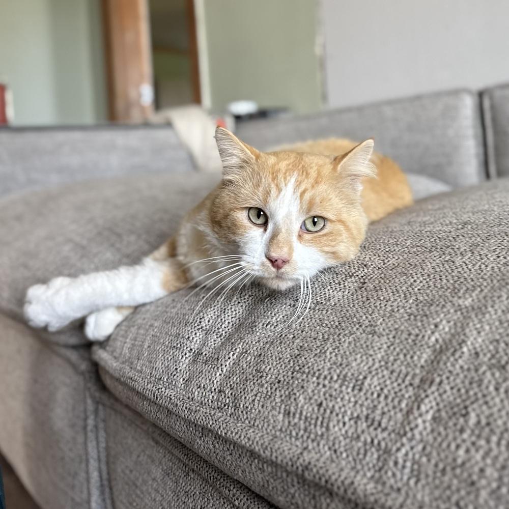 Enlarge Smudge, a Adoptable Domestic Medium Hair in China Township, MI image 2/6