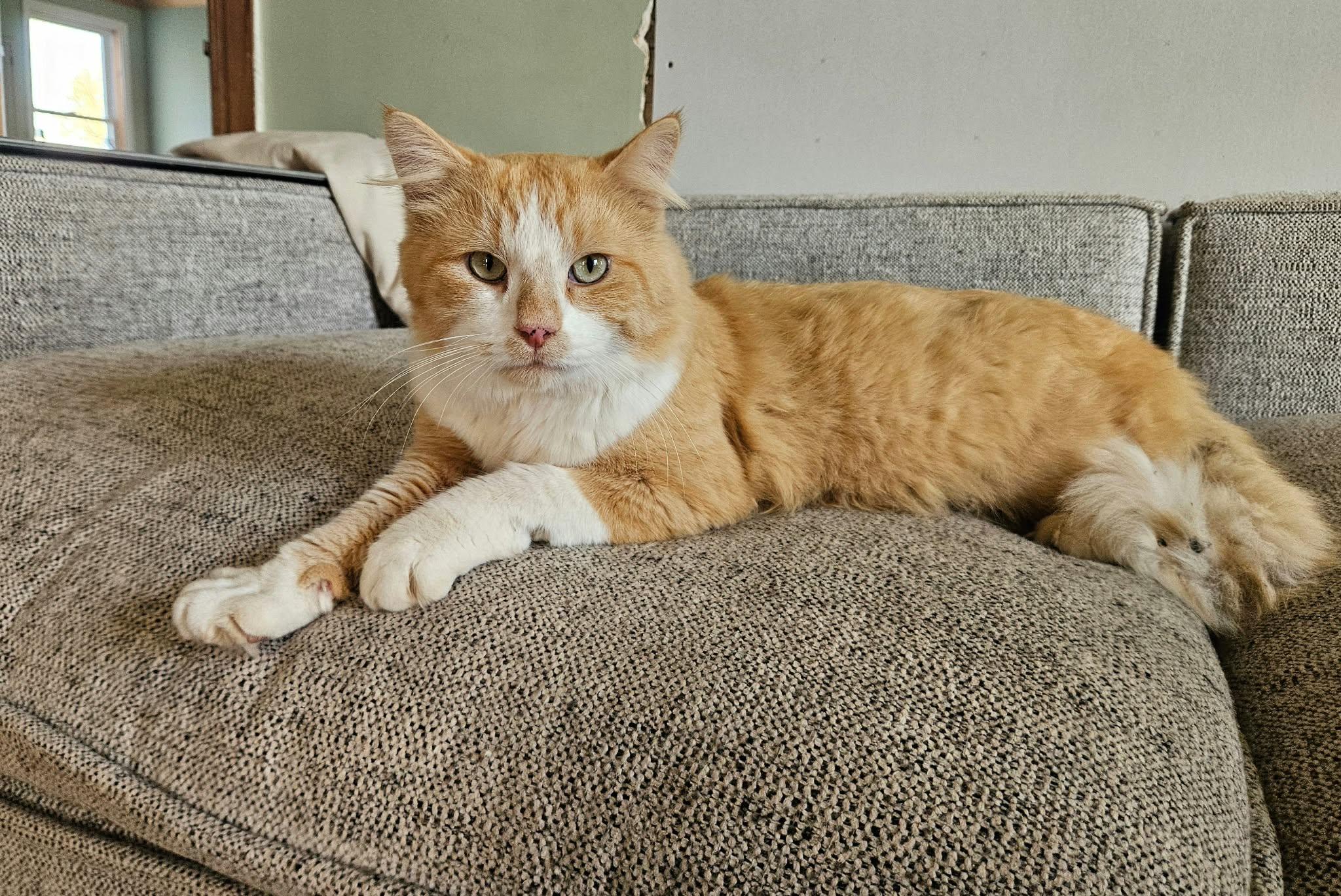 Enlarge Smudge, a Adoptable Domestic Medium Hair in China Township, MI image 6/6