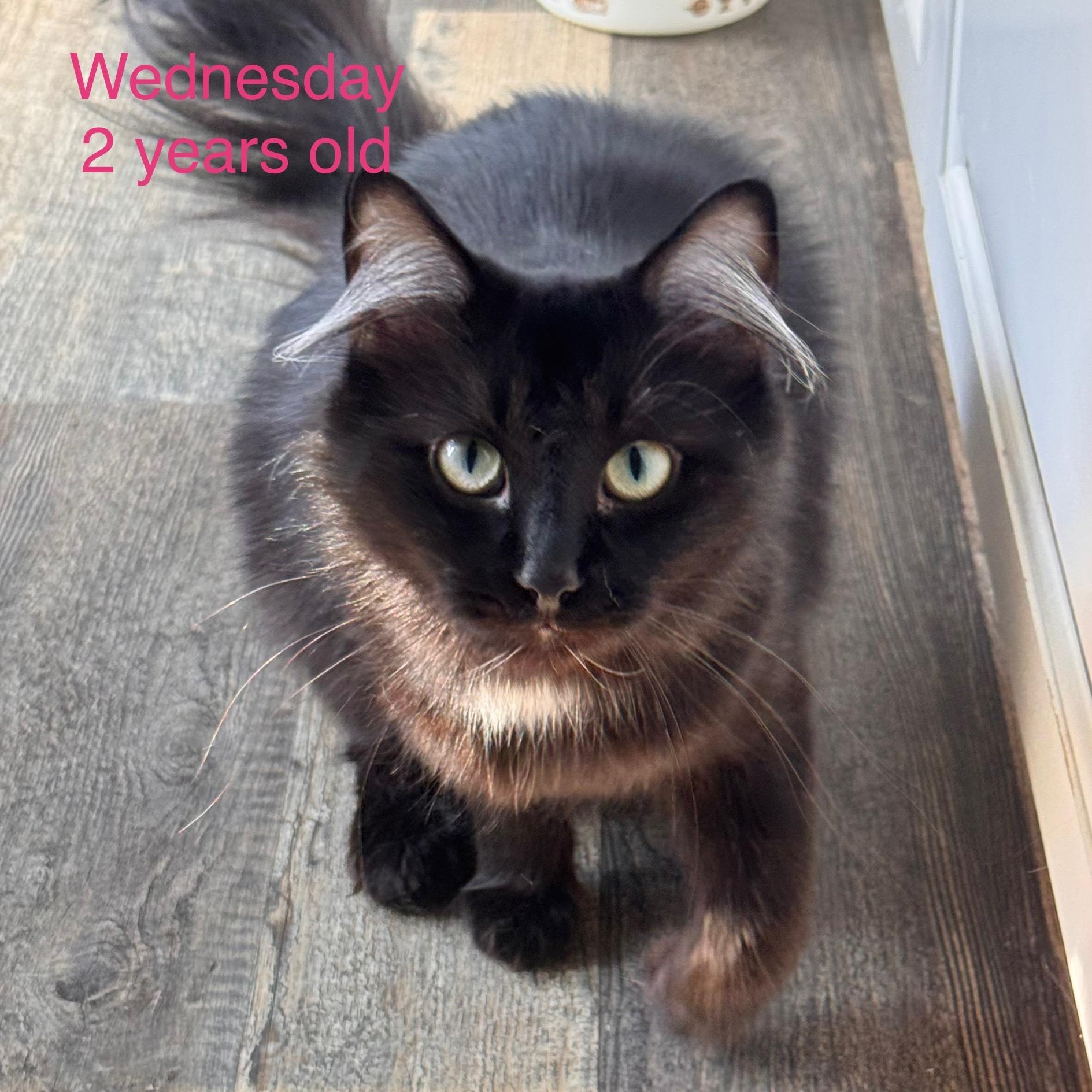 Enlarge Wednesday, a ADOPTABLE Domestic Long Hair in Davisburg, MI image 2/2