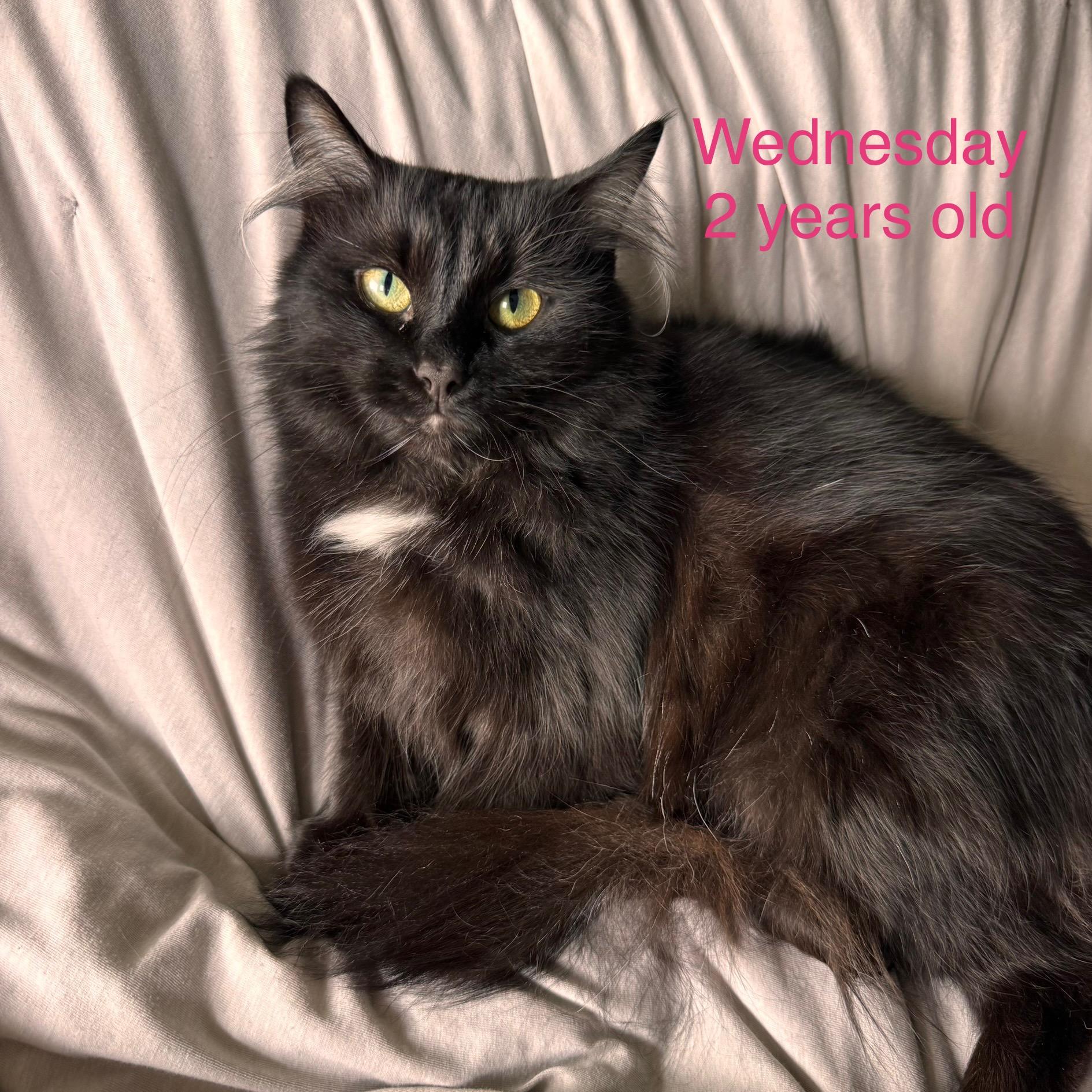 Wednesday, ADOPTABLE, Adult Female Domestic Long Hair.