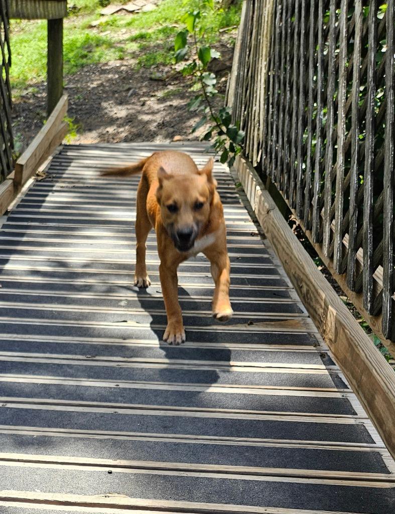 Biscoff, a Adoptable mixed breed in Sherwood, AR image 1/5