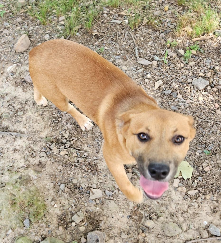 Biscoff, a Adoptable mixed breed in Sherwood, AR image 2/5