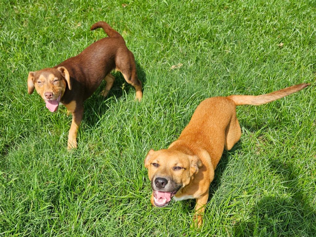 Biscoff, a Adoptable mixed breed in Sherwood, AR image 3/5