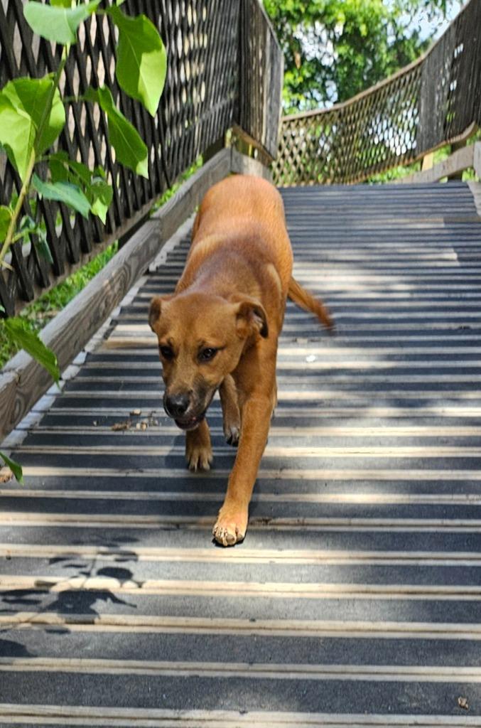 Biscoff, a Adoptable mixed breed in Sherwood, AR image 4/5