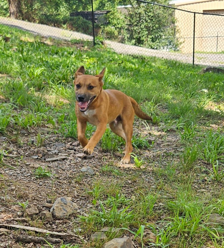 Biscoff, a Adoptable mixed breed in Sherwood, AR image 5/5