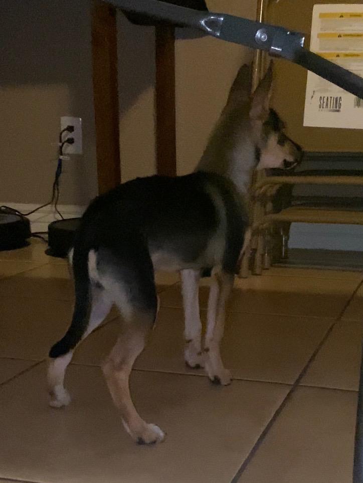 Enlarge Mario, a Adoptable mixed breed in San Antonio, TX image 4/5