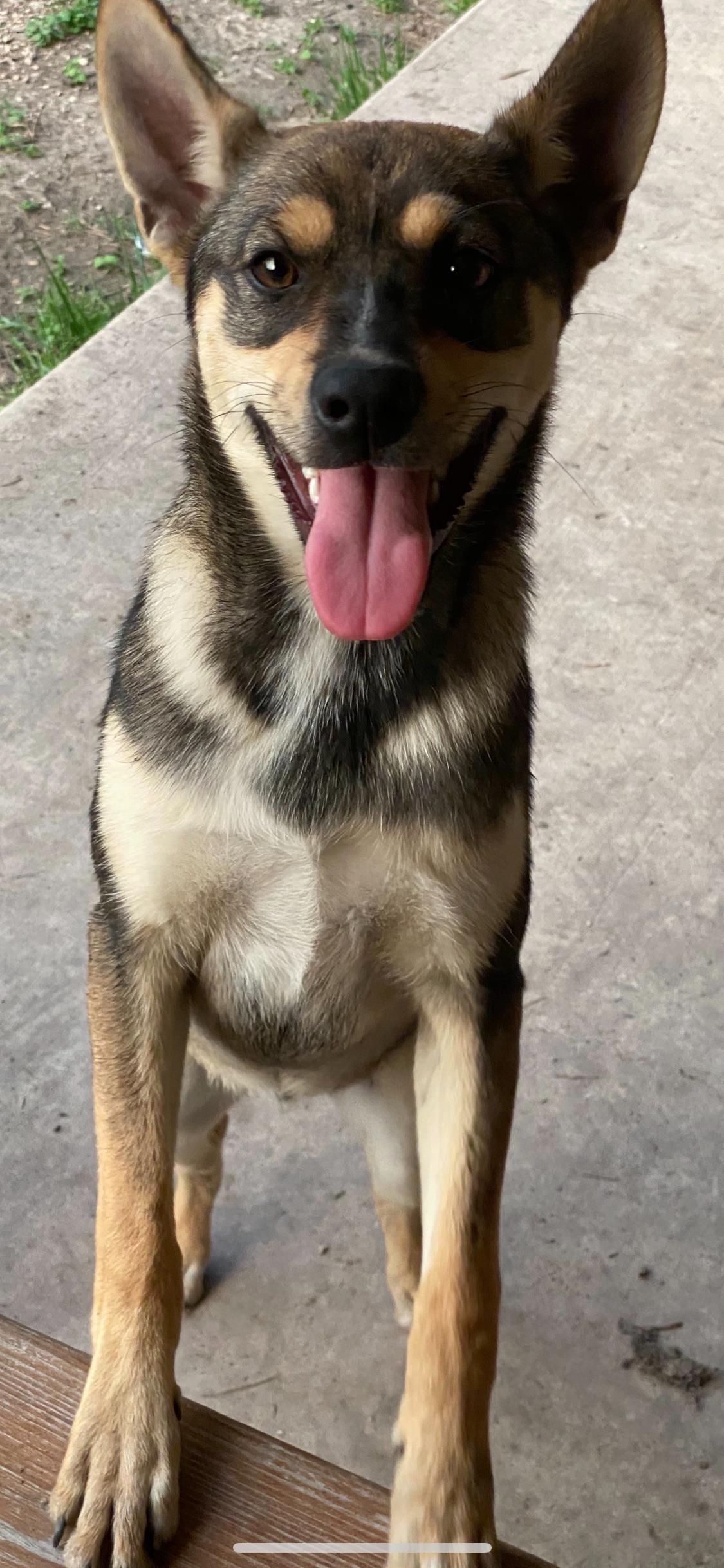 Enlarge Mario, a Adoptable mixed breed in San Antonio, TX image 5/5