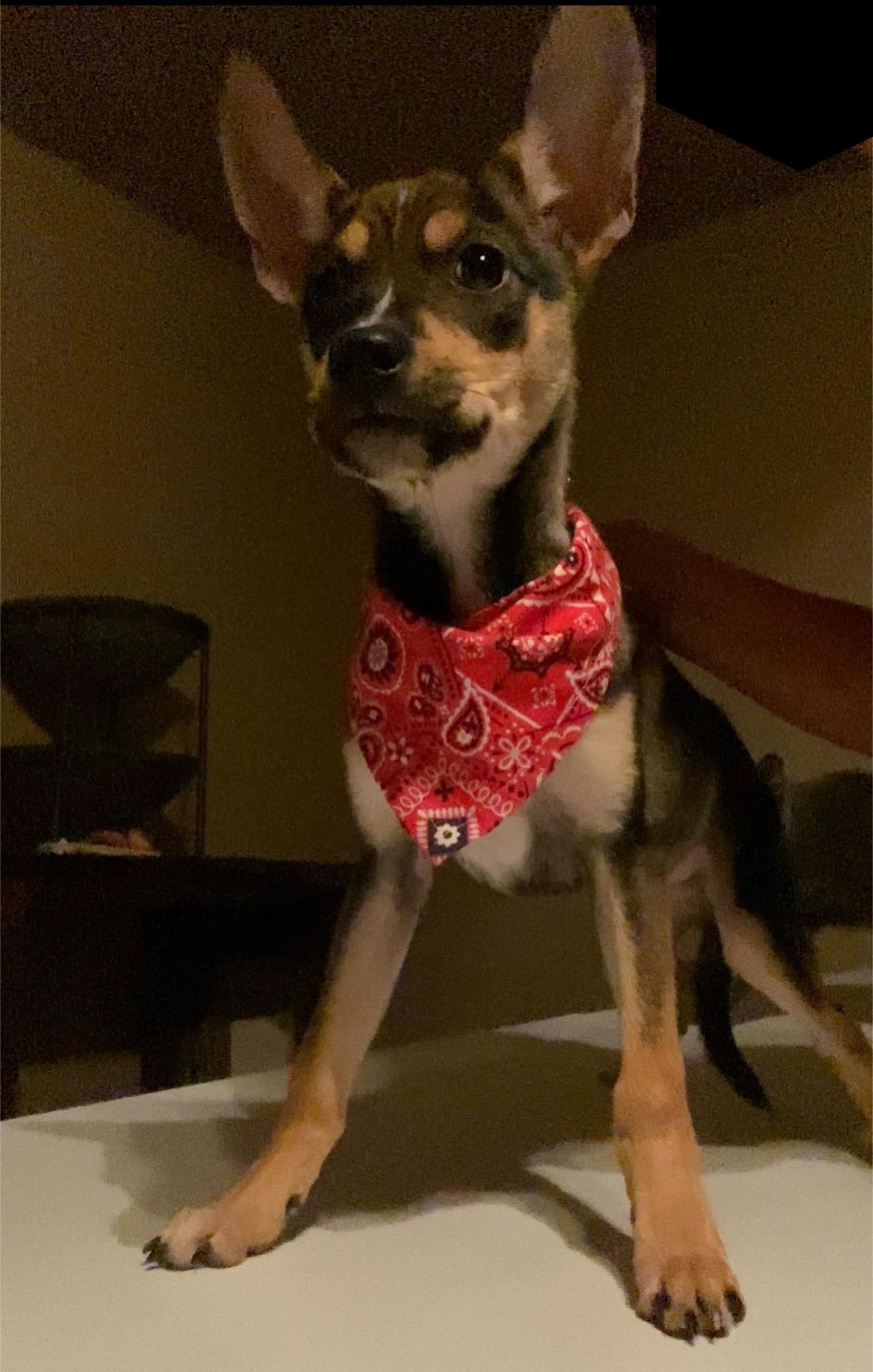 Enlarge Mario, a Adoptable mixed breed in San Antonio, TX image 2/5