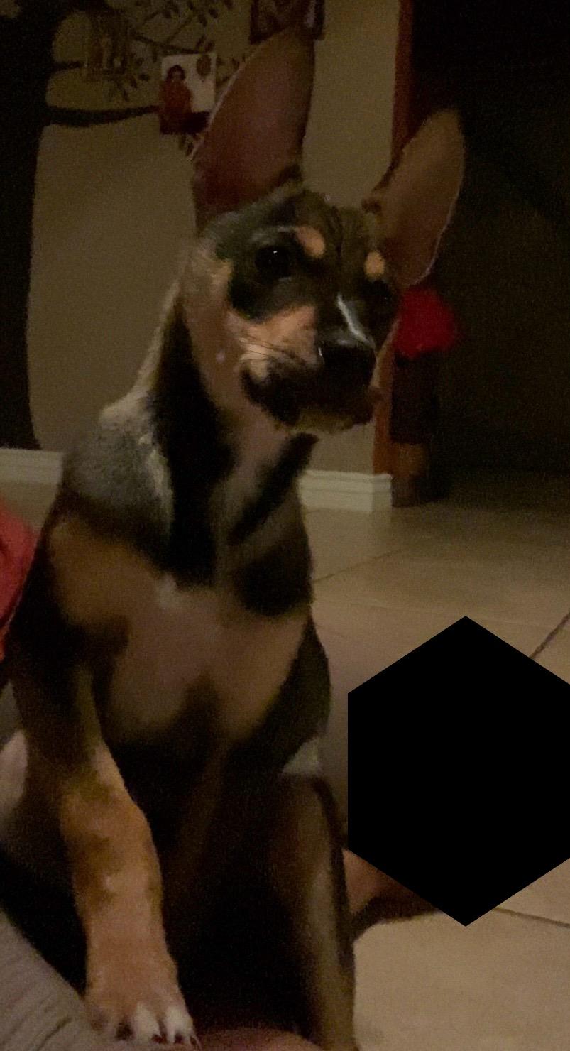 Enlarge Mario, a Adoptable mixed breed in San Antonio, TX image 3/5