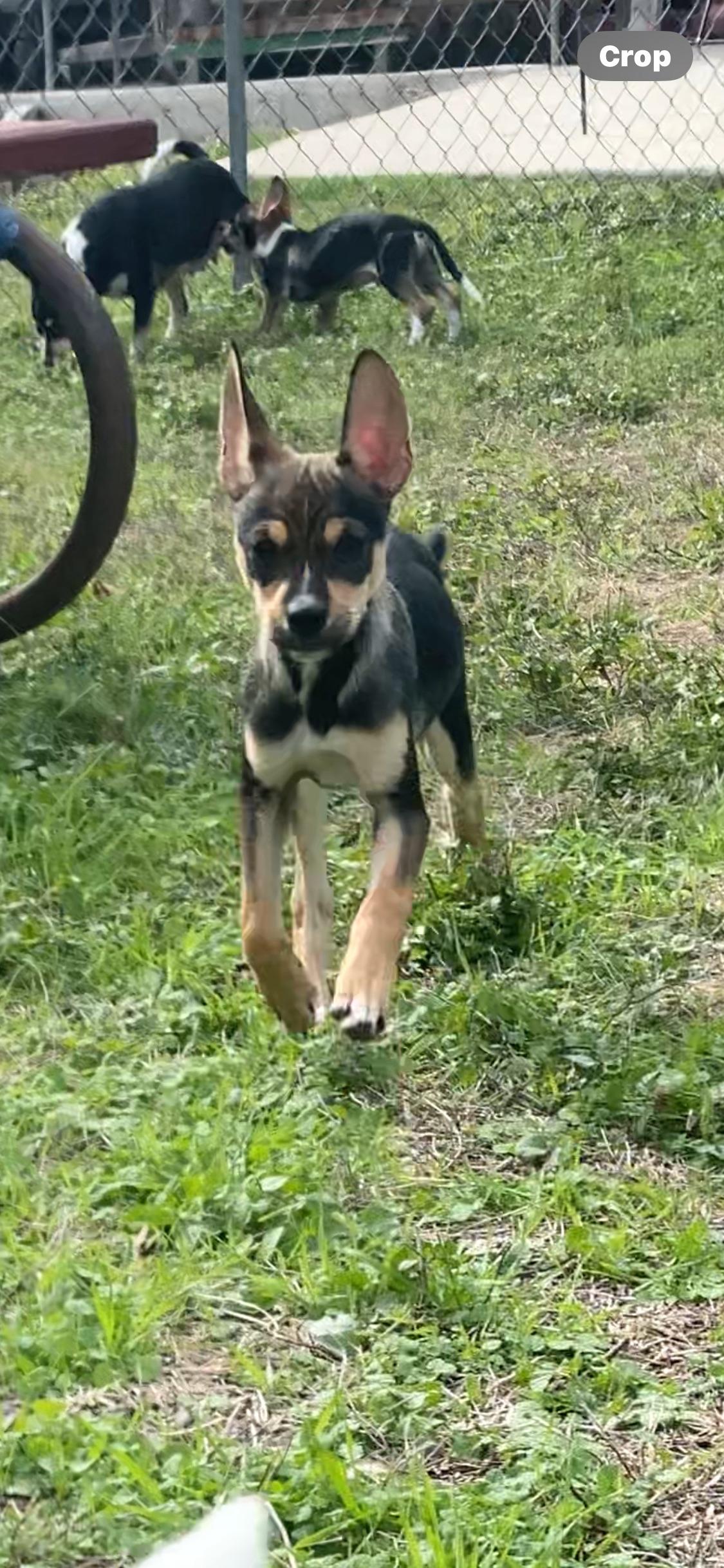 Mario, Adoptable, Young Male Chihuahua & Terrier.