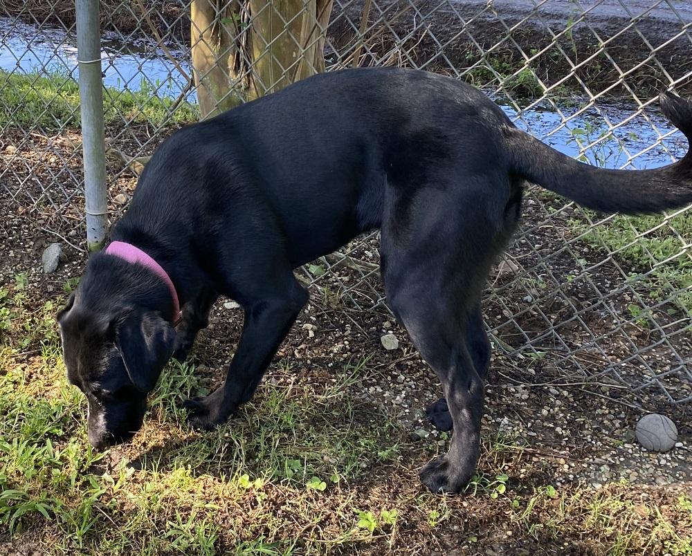 Enlarge Sassie Mae, a ADOPTABLE mixed breed in Killingworth, CT image 3/6