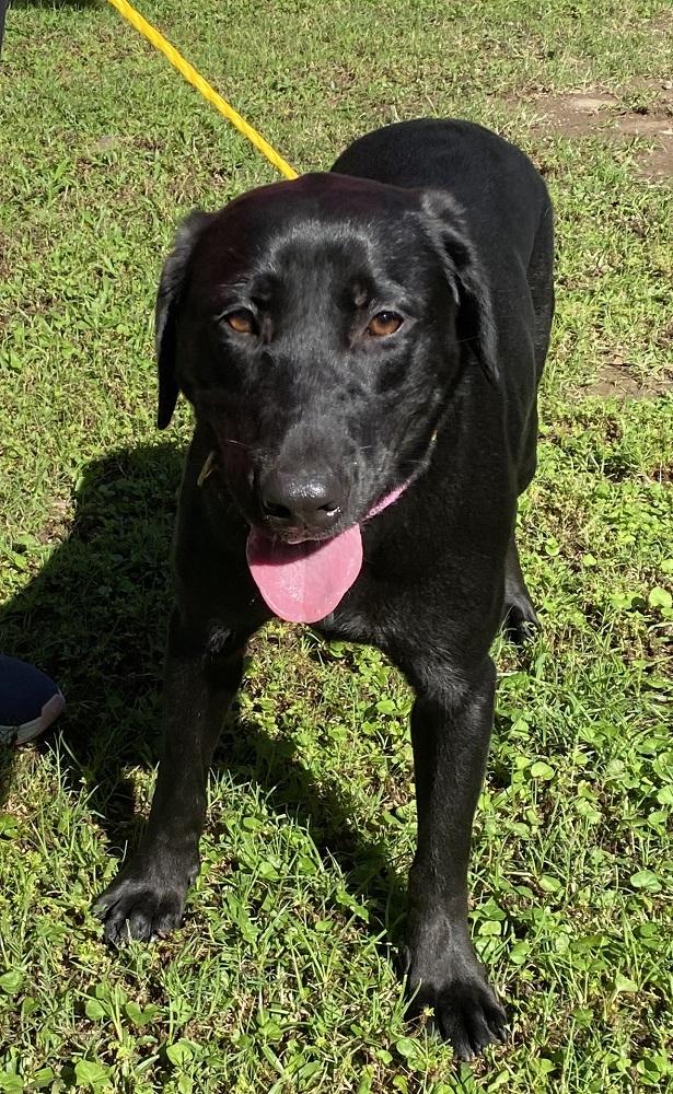 Enlarge Sassie Mae, a ADOPTABLE mixed breed in Killingworth, CT image 1/6