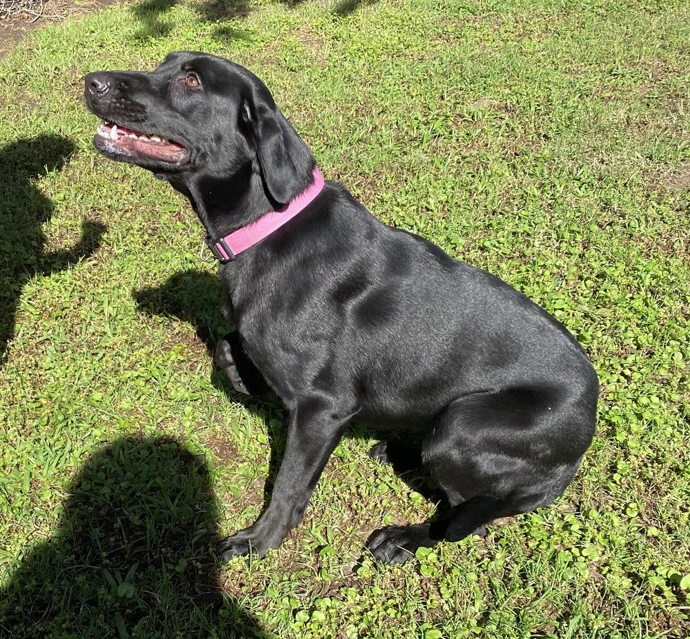 Enlarge Sassie Mae, a ADOPTABLE mixed breed in Killingworth, CT image 4/6