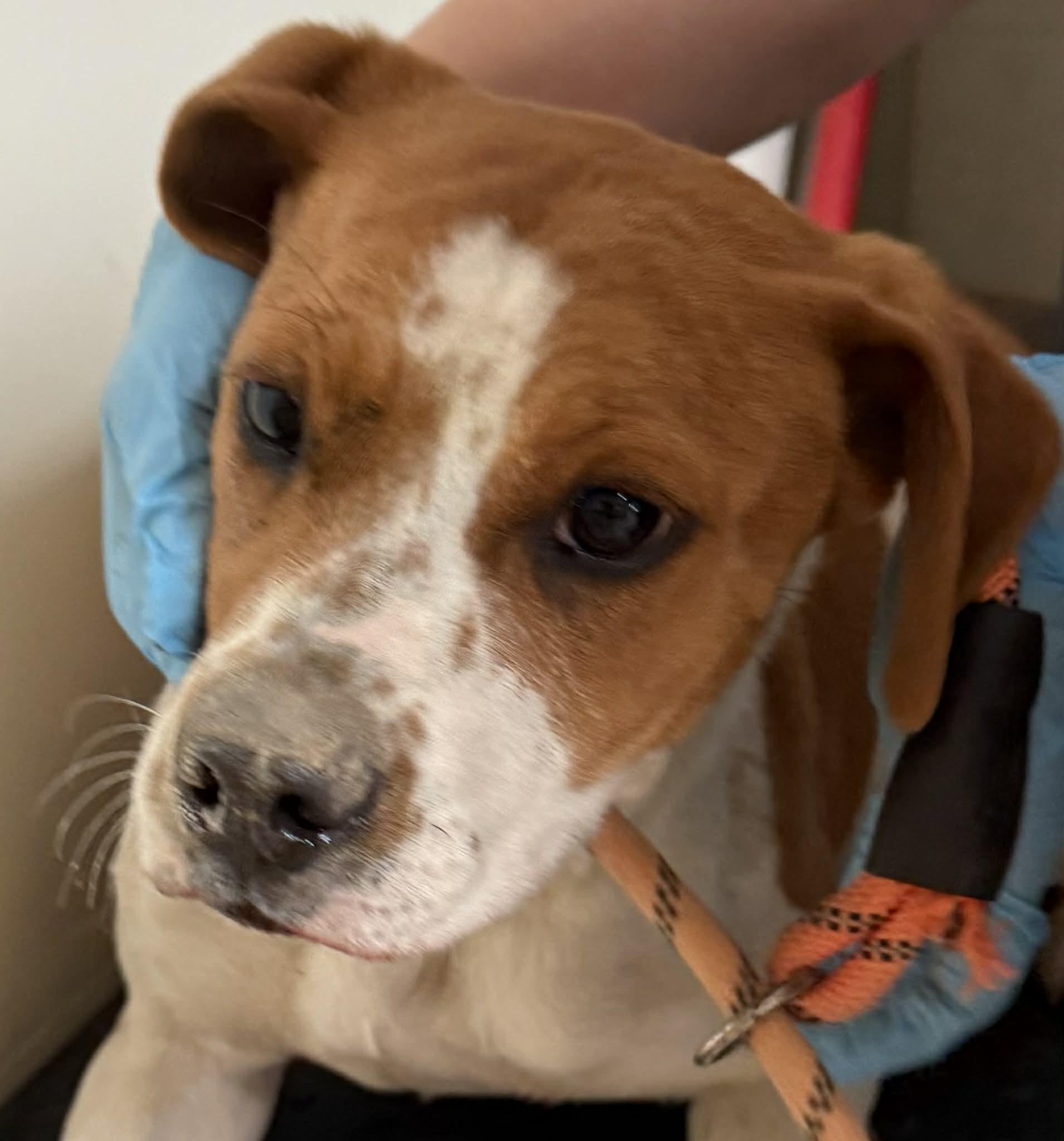 Enlarge Mosaic, a ADOPTABLE Mixed Breed in Baxter, KY image 1/1