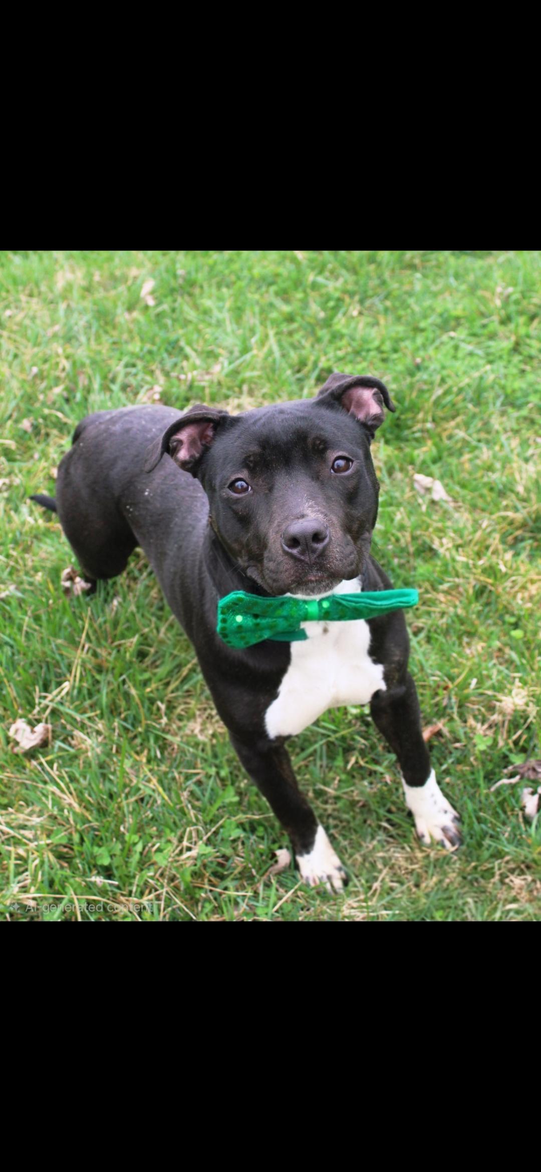 Enlarge Kawaii, a ADOPTABLE mixed breed in Berea, KY image 1/1