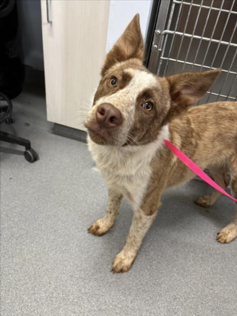 A210556, Adoptable, Adult Male Border Collie & Mixed Breed.