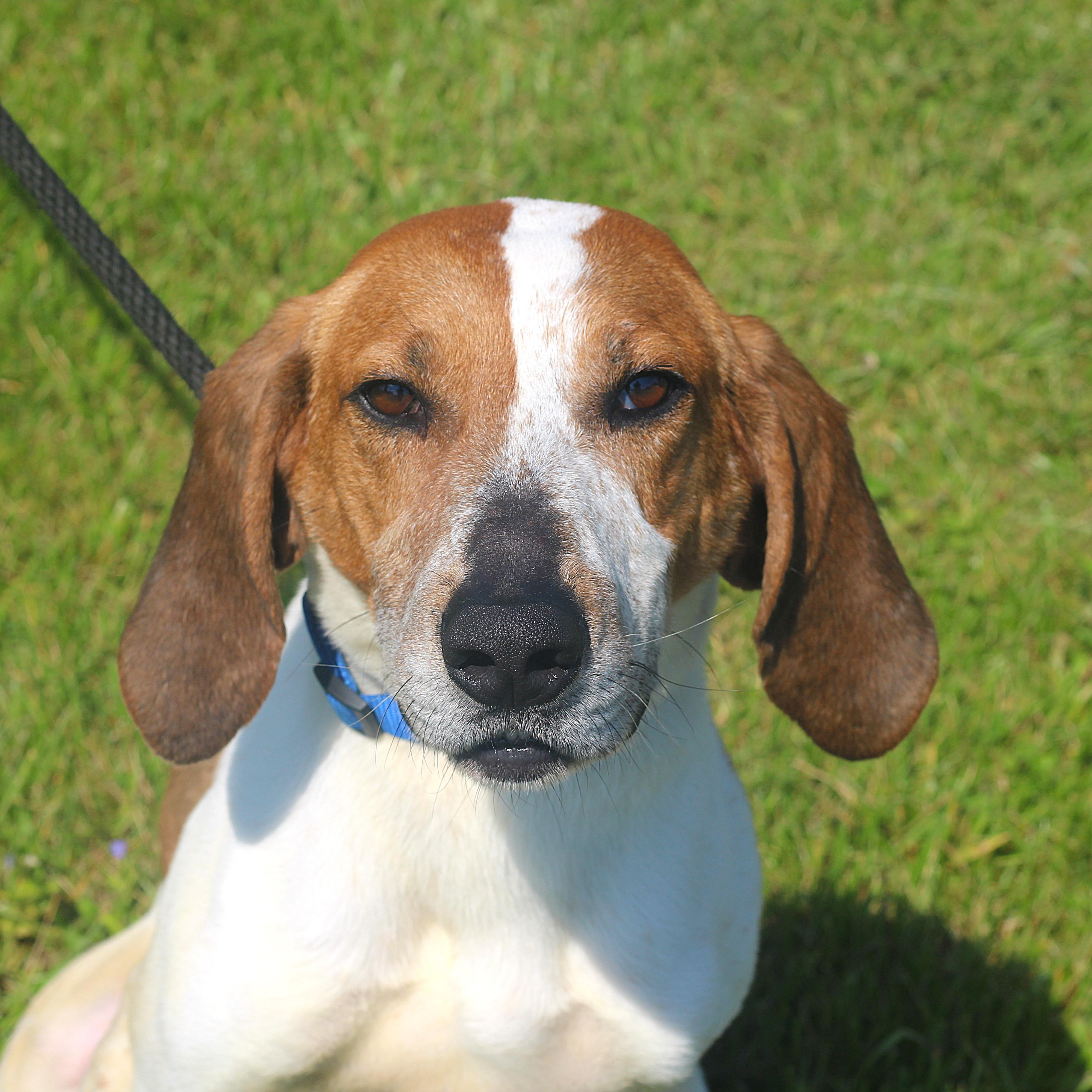 Chase, a ADOPTABLE Mixed Breed in Cooperstown, NY image 2/6