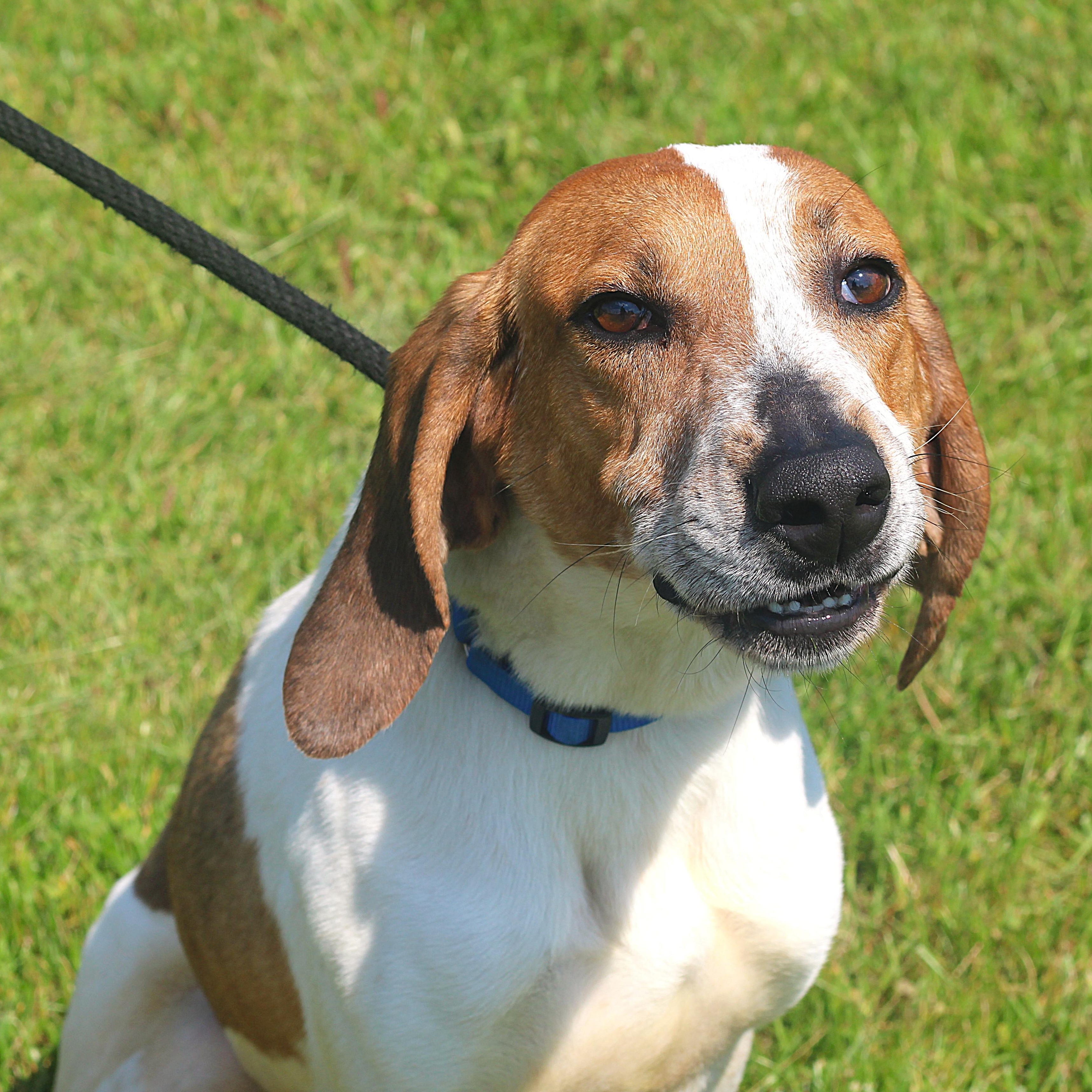 Chase, ADOPTABLE, Adult Male Mixed Breed.
