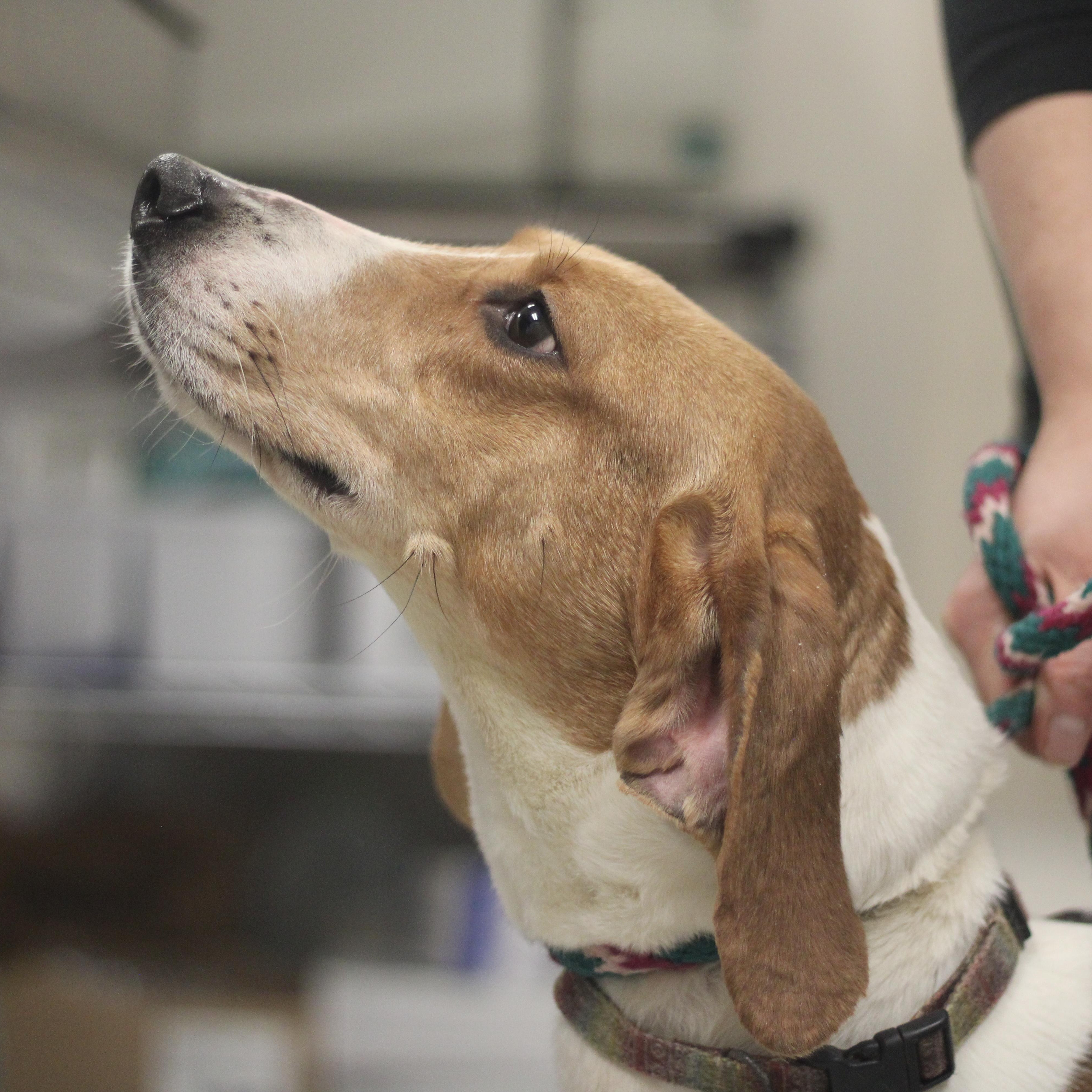 Chase, a ADOPTABLE Mixed Breed in Cooperstown, NY image 3/6