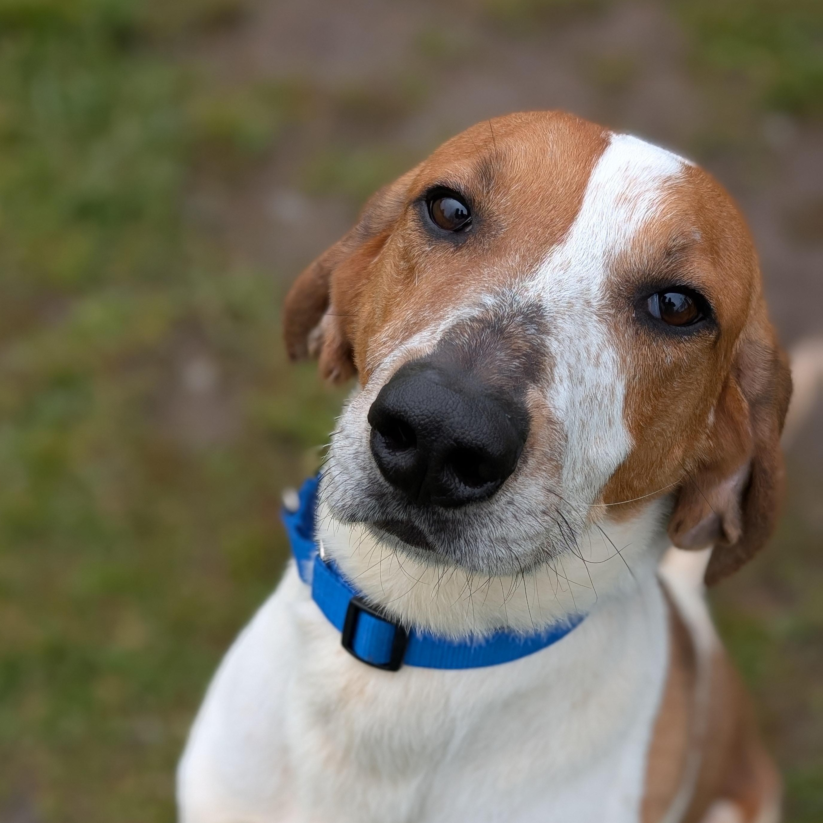 Chase, a ADOPTABLE Mixed Breed in Cooperstown, NY image 4/6