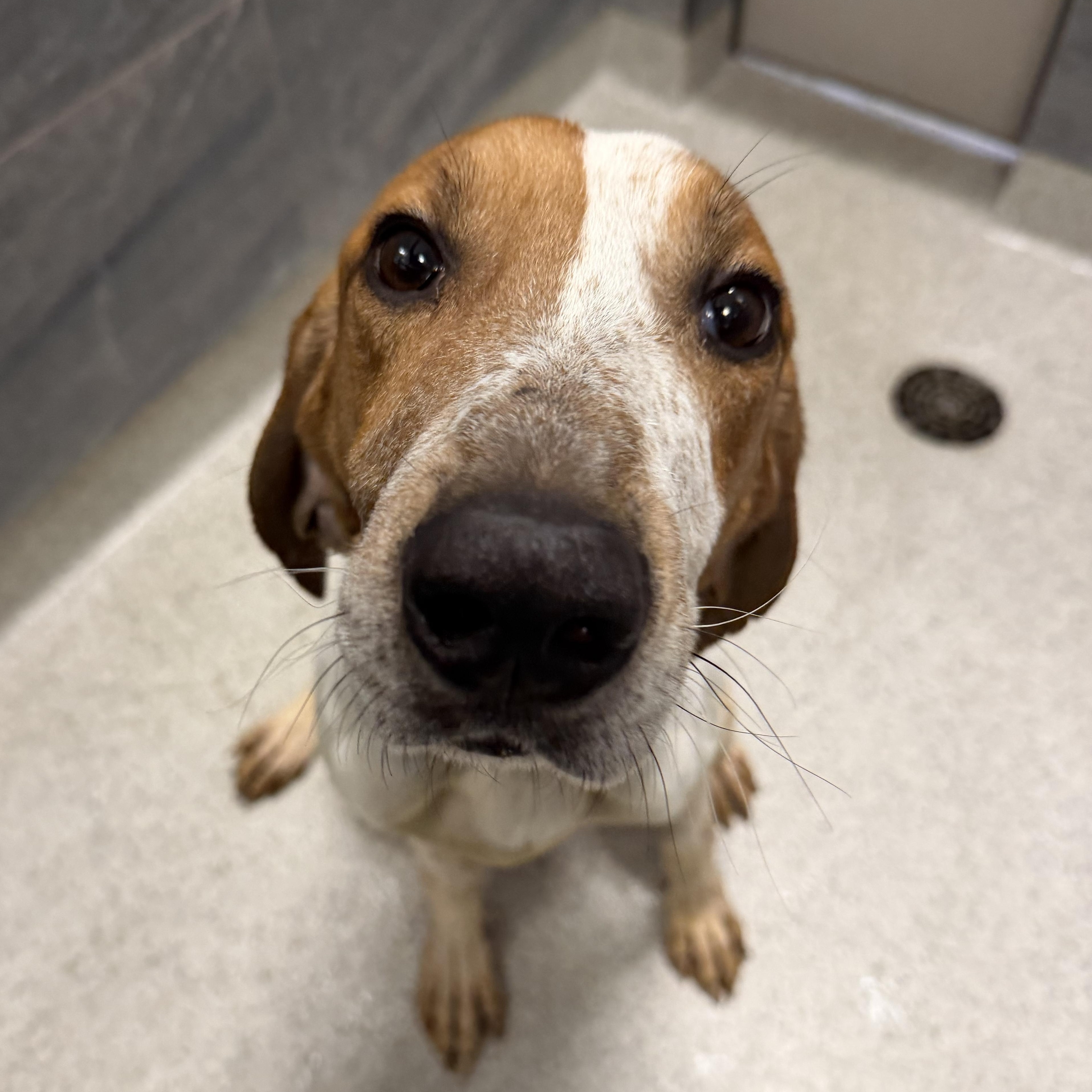 Chase, a ADOPTABLE Mixed Breed in Cooperstown, NY image 6/6