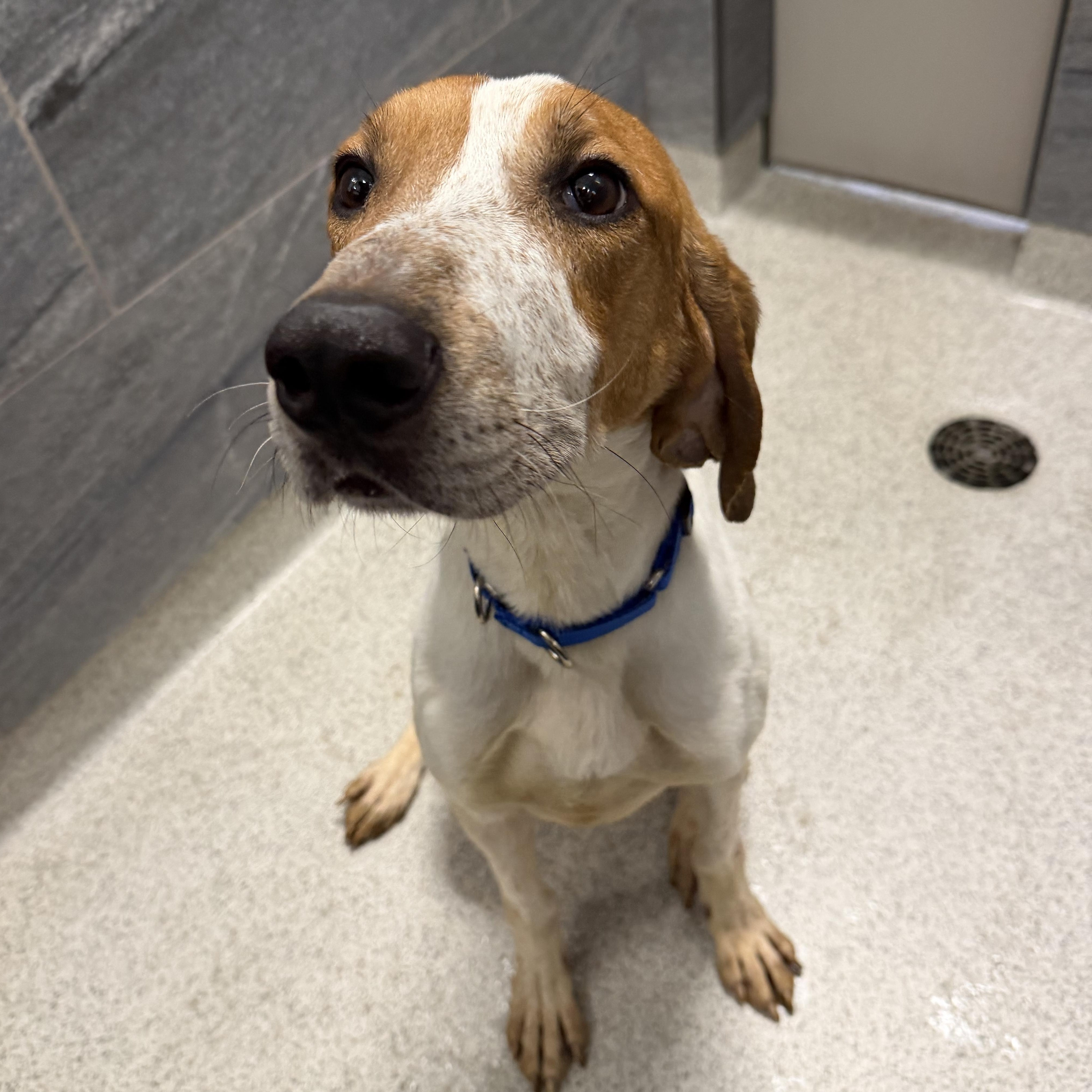 Chase, a ADOPTABLE Mixed Breed in Cooperstown, NY image 5/6