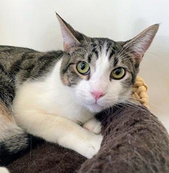 Jax, Adoptable, Young Male Domestic Short Hair & Tabby.