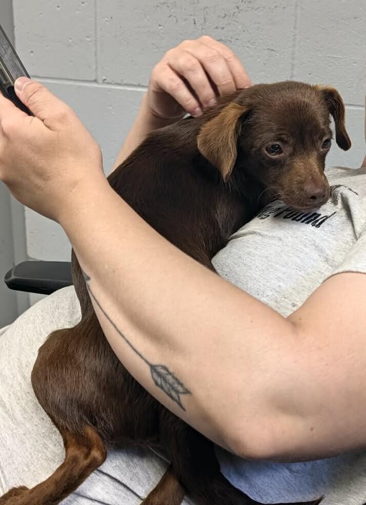 Enlarge Jane, a Adoptable mixed breed in Columbus, OH image 1/6