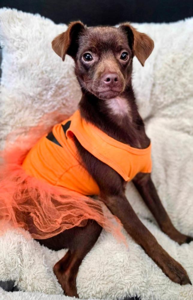 Enlarge Jane, a Adoptable mixed breed in Columbus, OH image 3/6
