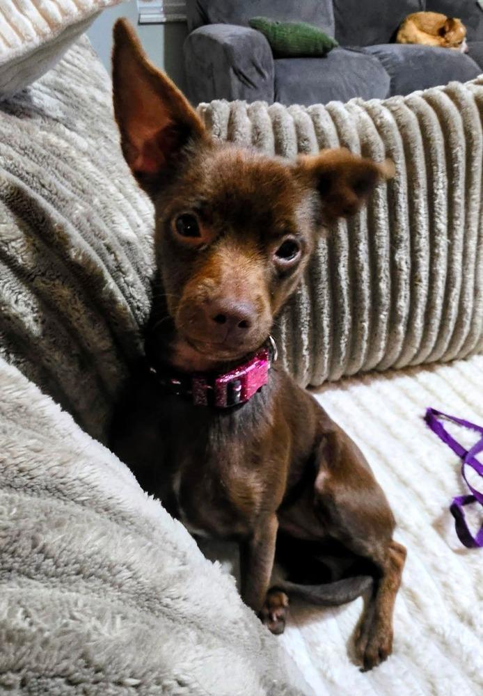 Enlarge Jane, a Adoptable mixed breed in Columbus, OH image 4/6