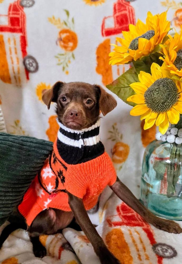 Enlarge Jane, a Adoptable mixed breed in Columbus, OH image 6/6