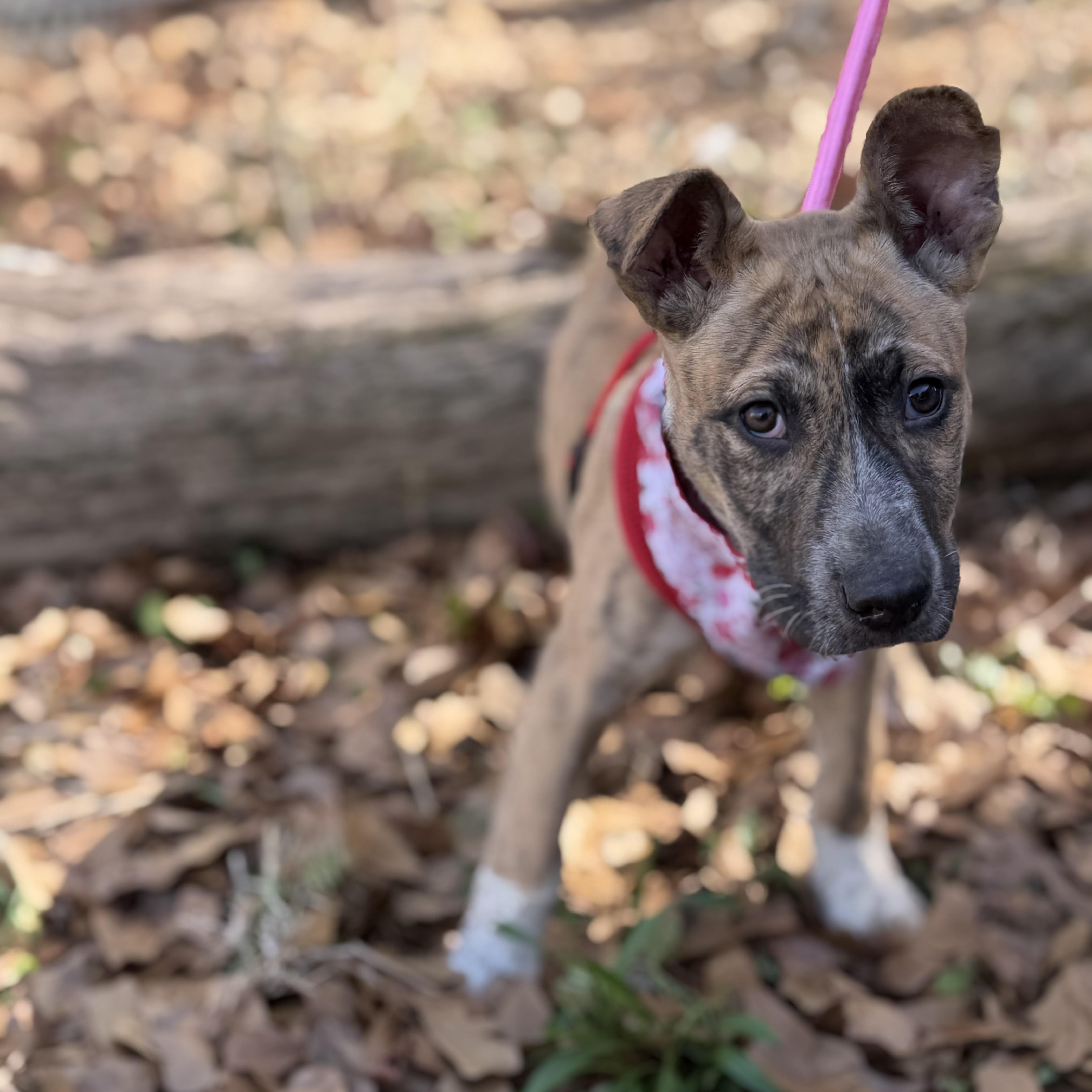 Sweetie — thumbnail 2