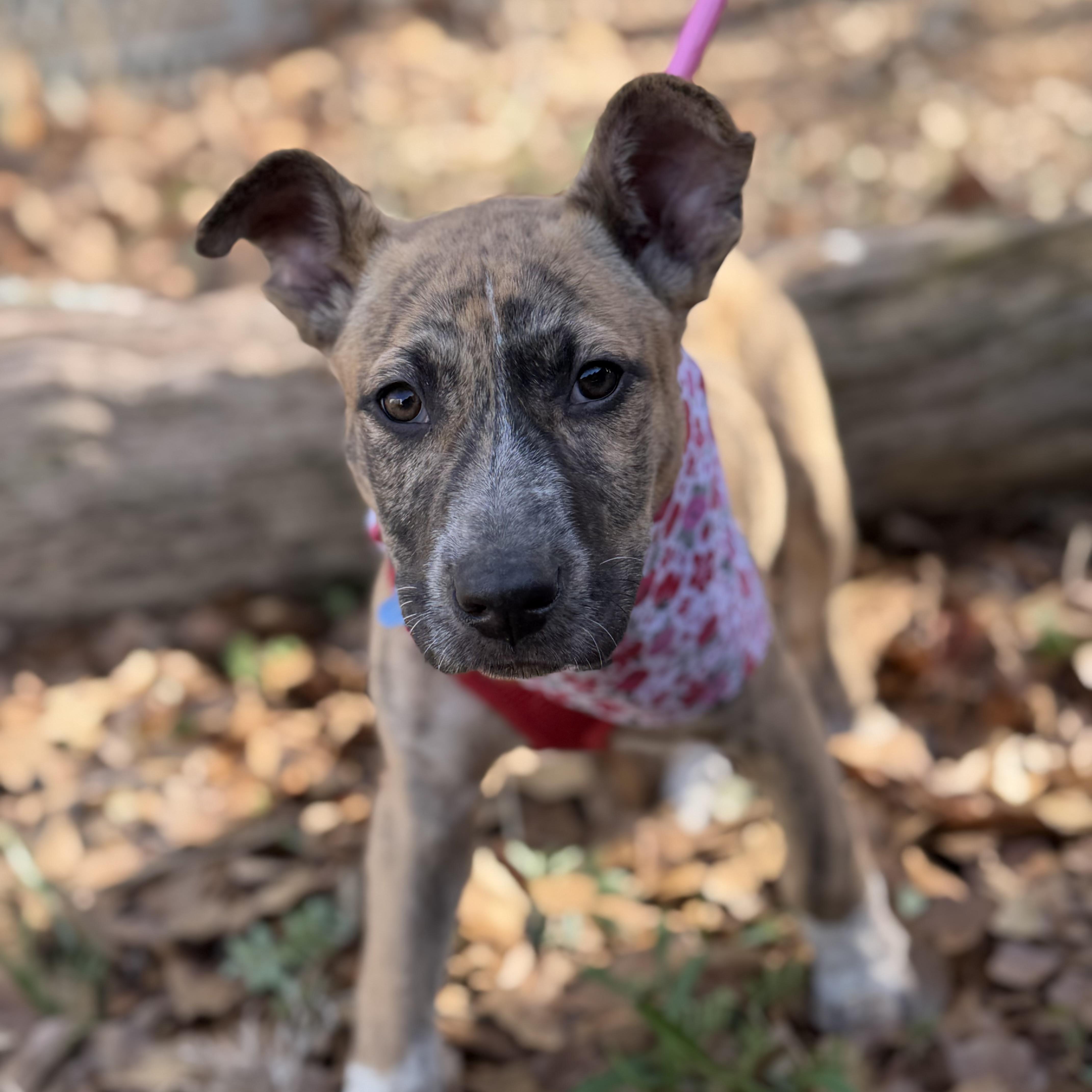 Sweetie — thumbnail 3