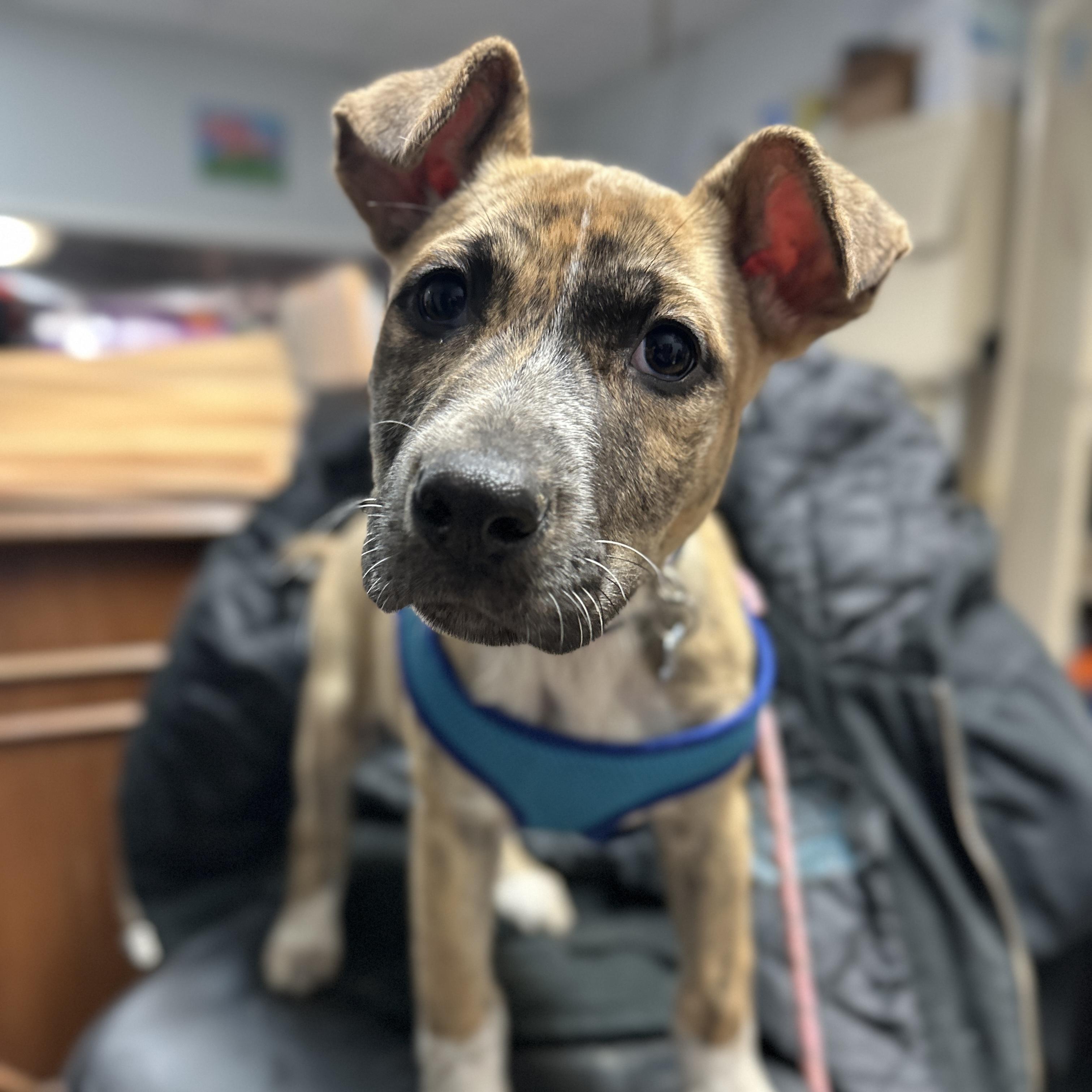 Sweetie — thumbnail 4