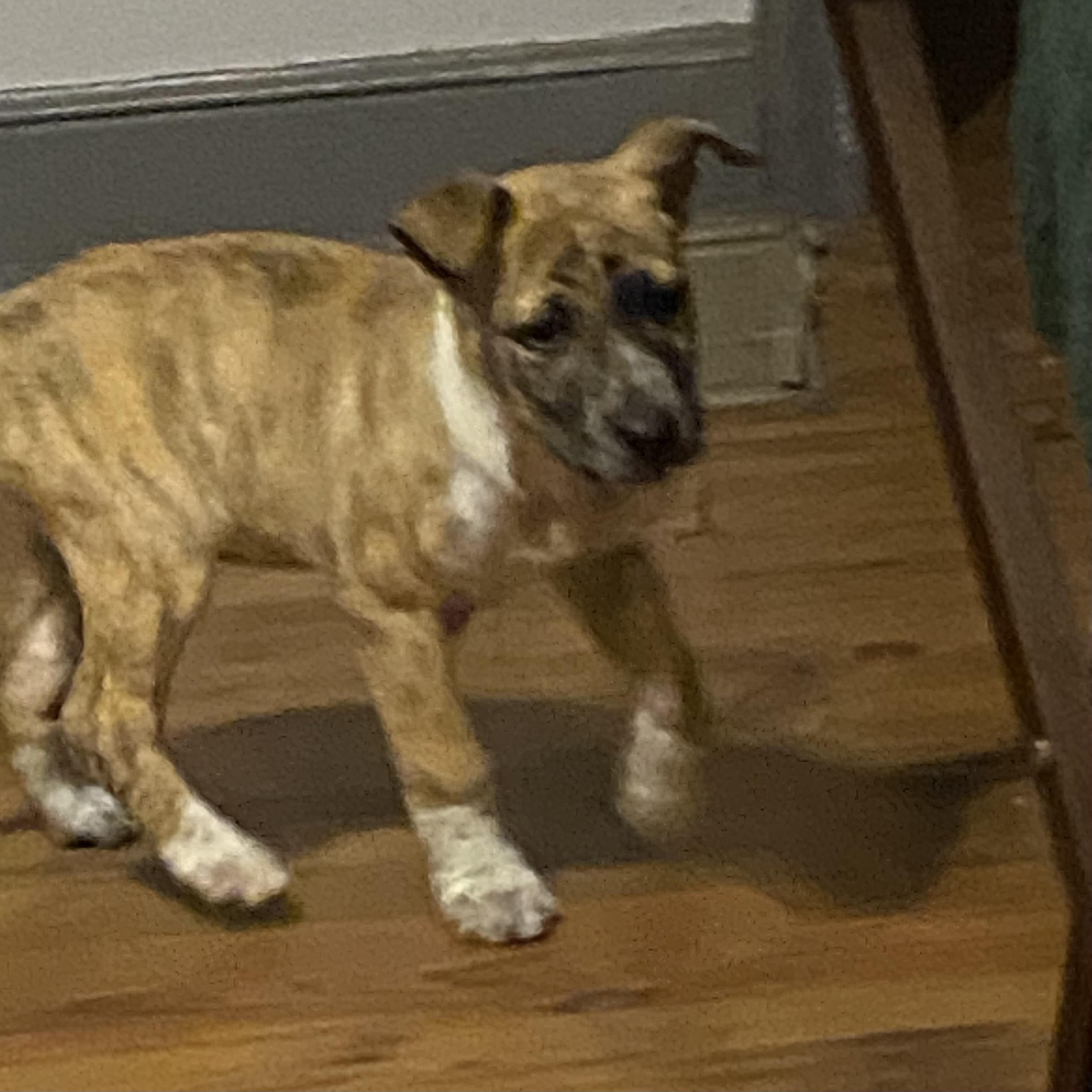 Sweetie — thumbnail 5