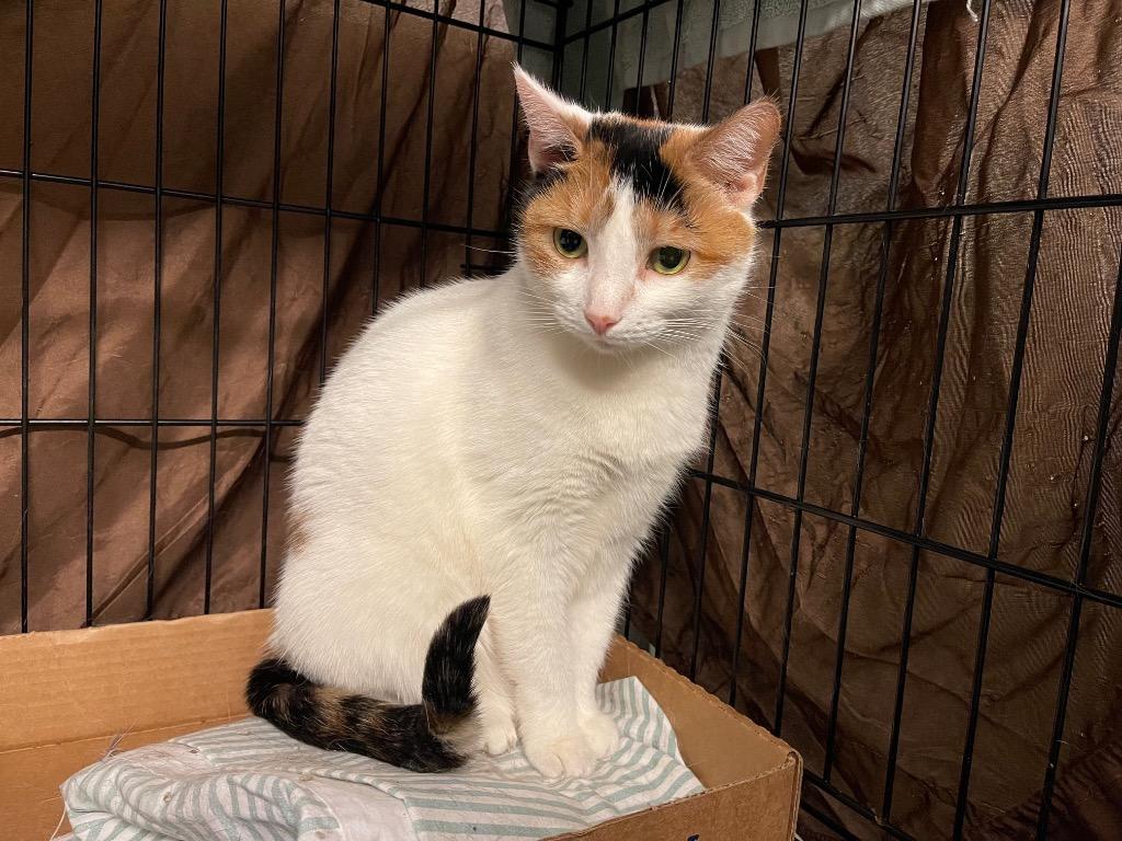 Enlarge Rosita: courtesy post, a Adoptable mixed breed in New York, NY image 2/5