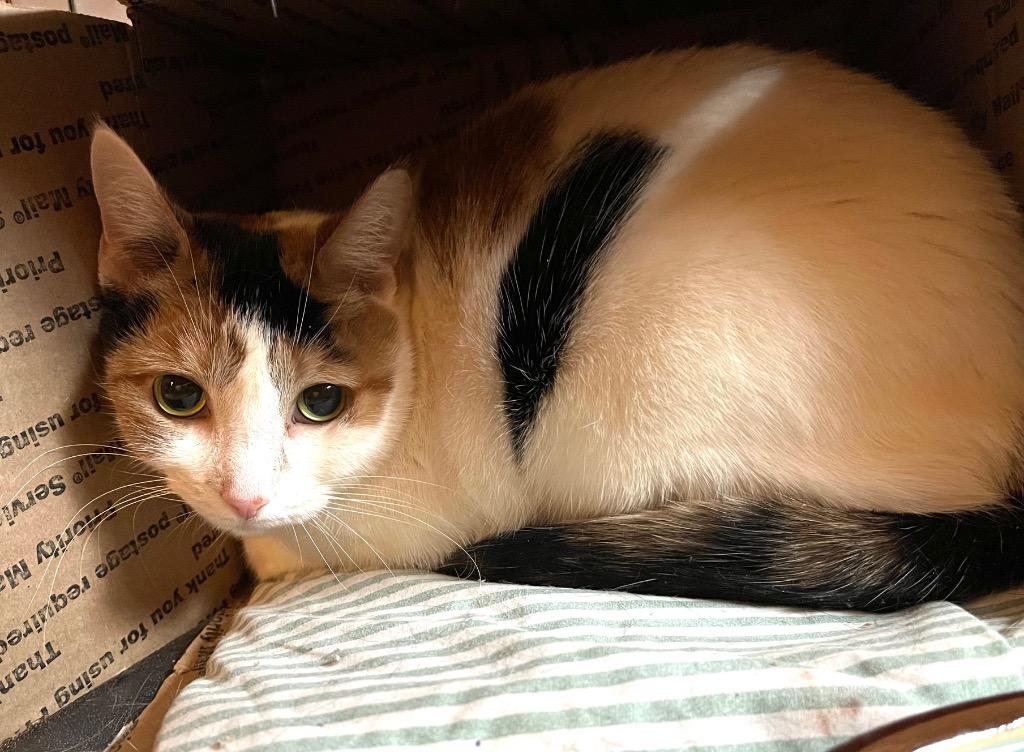 Enlarge Rosita: courtesy post, a Adoptable mixed breed in New York, NY image 3/5