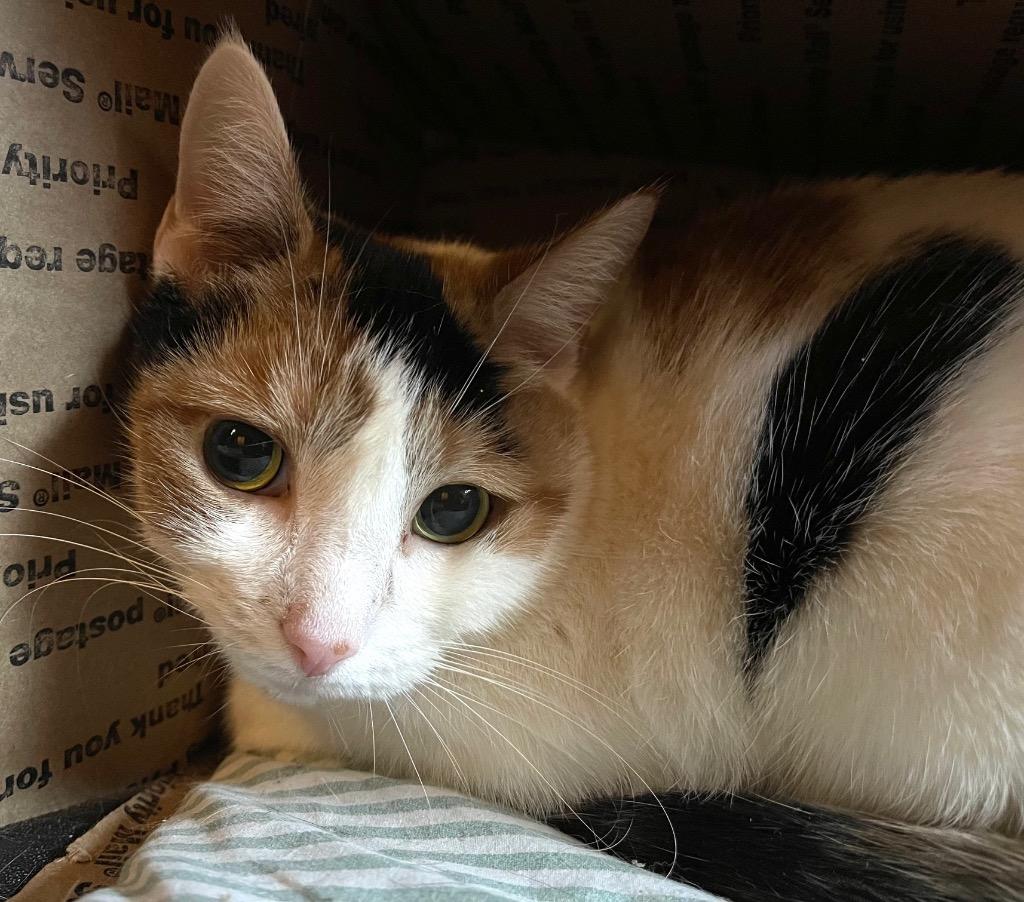 Enlarge Rosita: courtesy post, a Adoptable mixed breed in New York, NY image 5/5