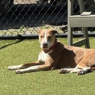 Cagney- COME MEET, Adoptable, Young Female Chesapeake Bay Retriever & Hound.