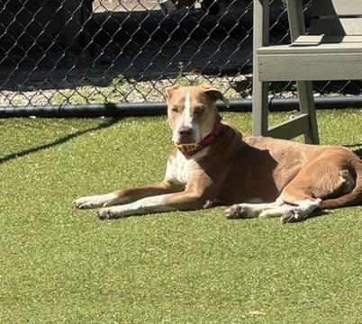 Enlarge Cagney- COME MEET, an adoptable mixed breed in Medfield, MA image 2/5