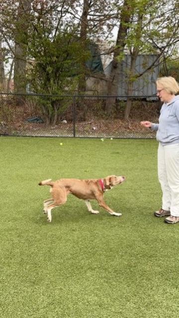 Enlarge Cagney- COME MEET!, an adoptable mixed breed in Medfield, MA image 2/5