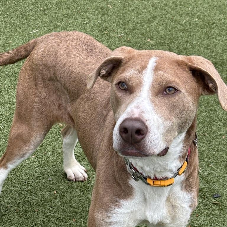 Cagney- COME MEET!, adoptable, Young Female Chesapeake Bay Retriever & Hound.