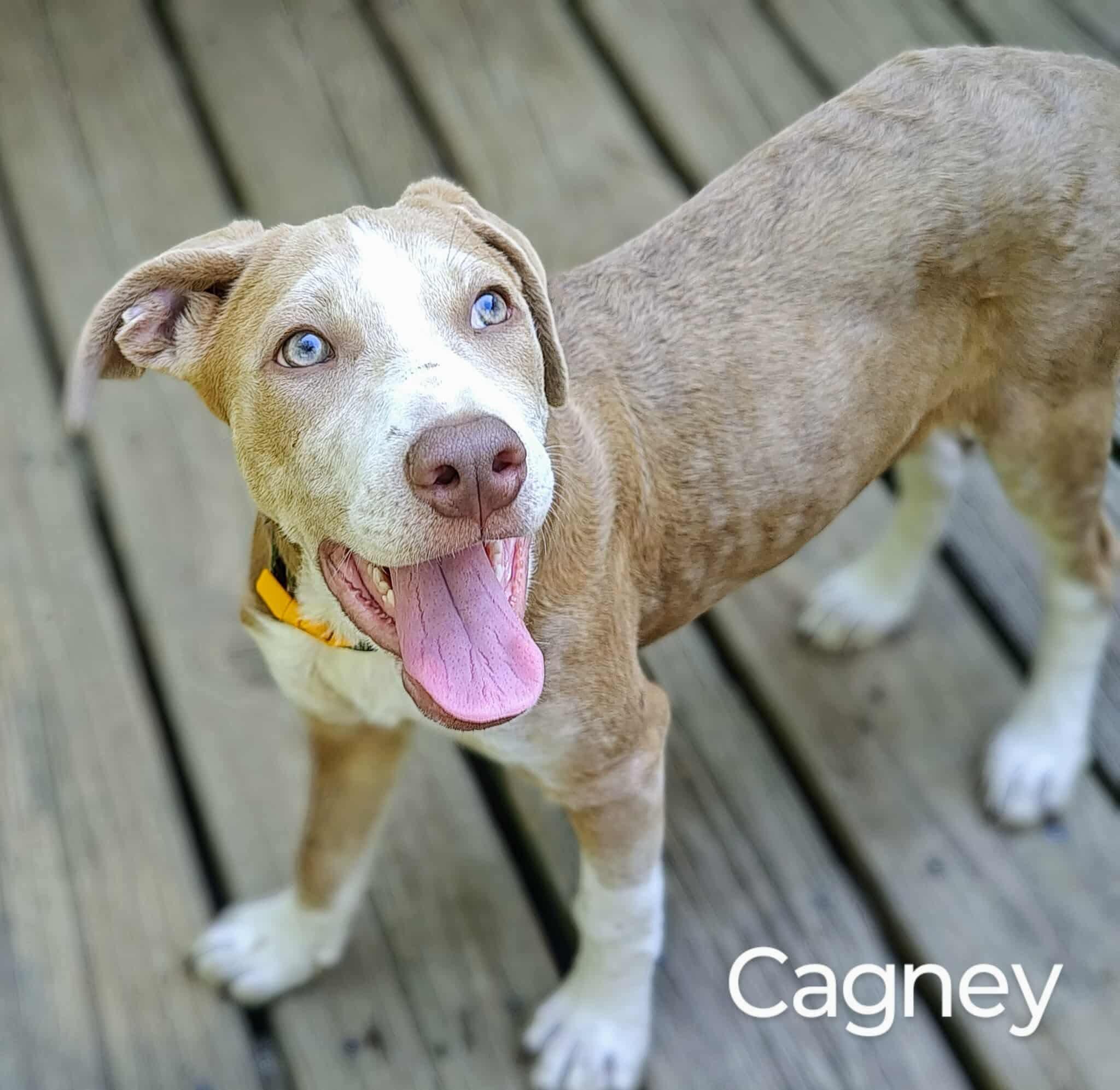 Cagney- COME MEET!
