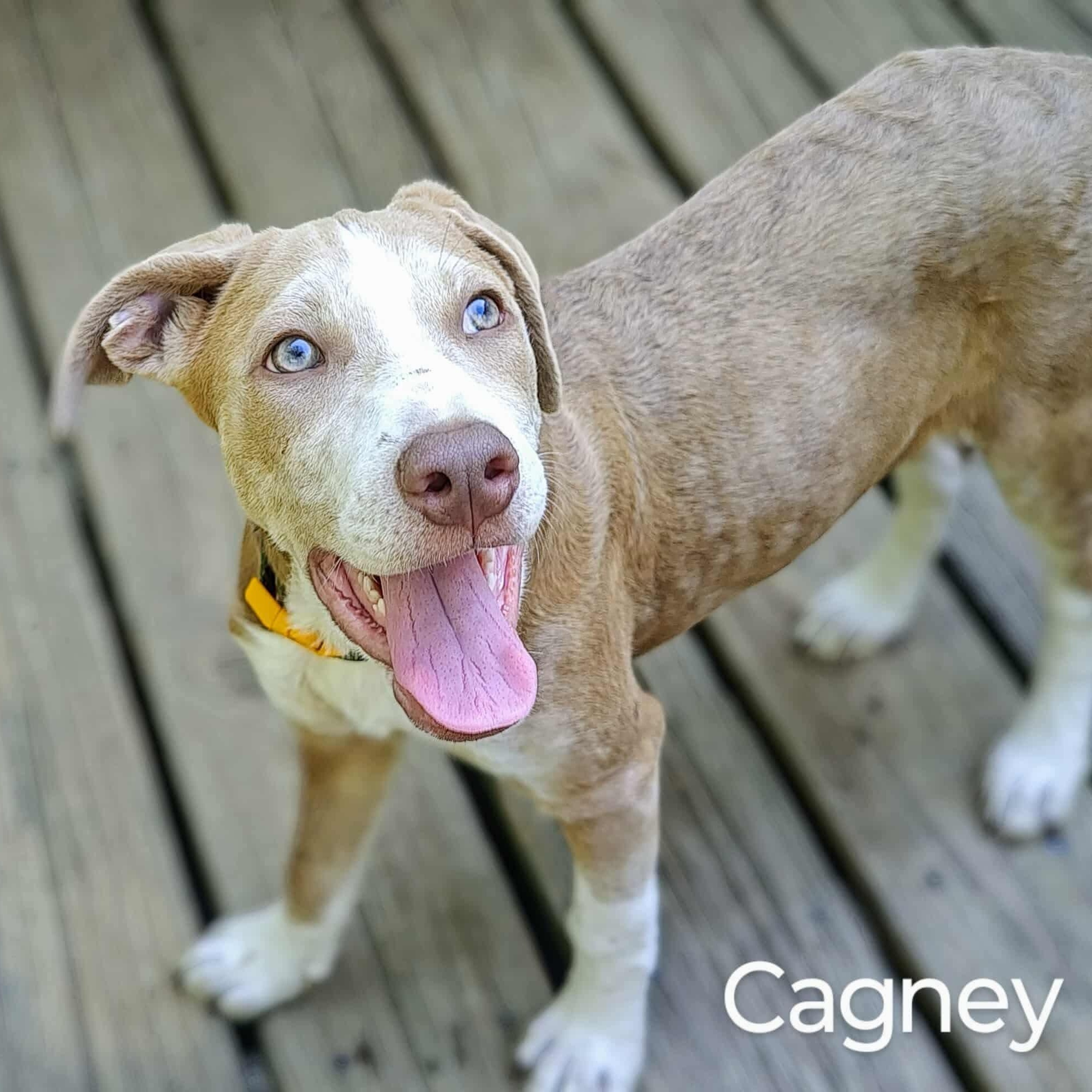 Enlarge Cagney- COME MEET!, an adoptable mixed breed in Medfield, MA image 3/5